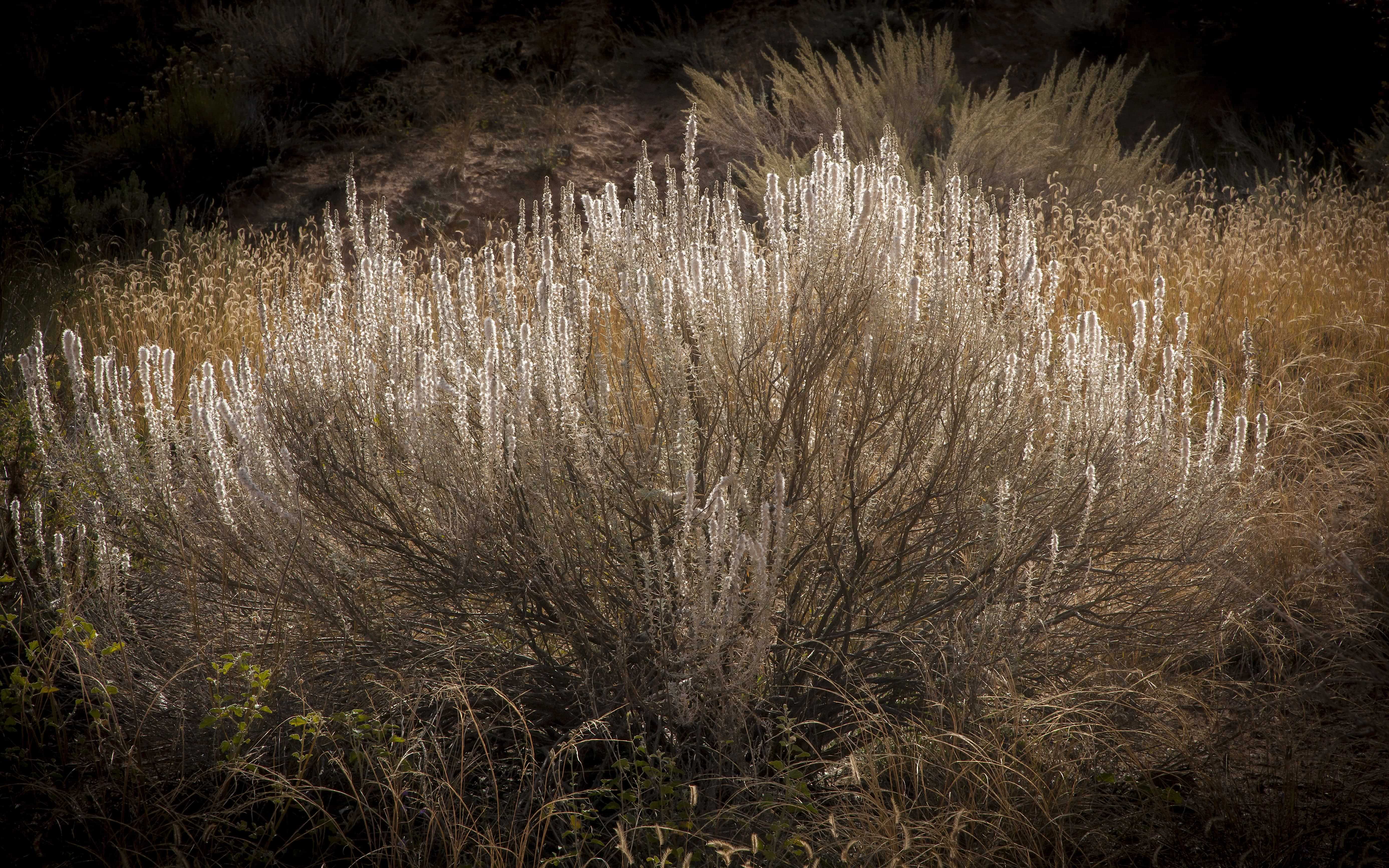 The American West 03 