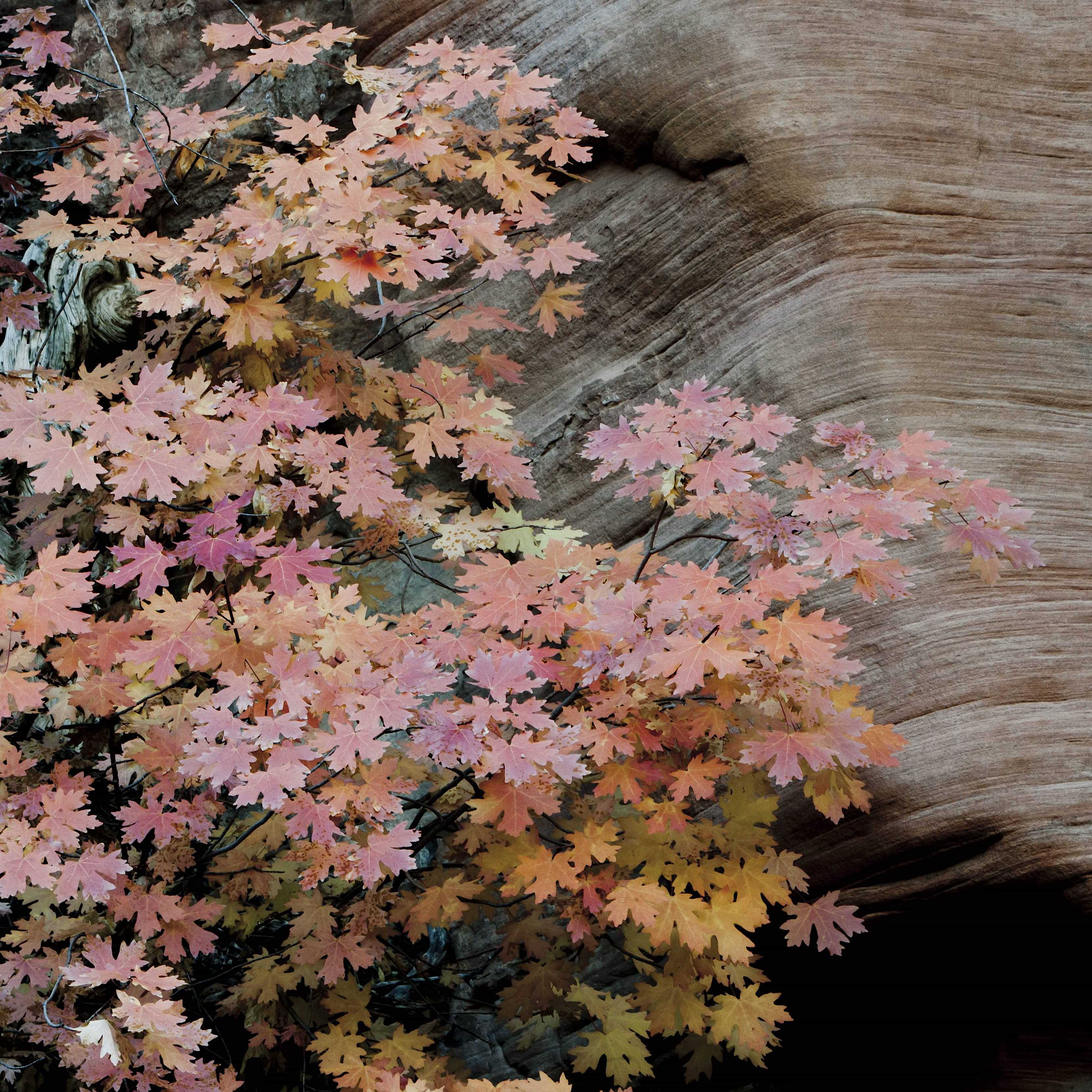 The American West 04 