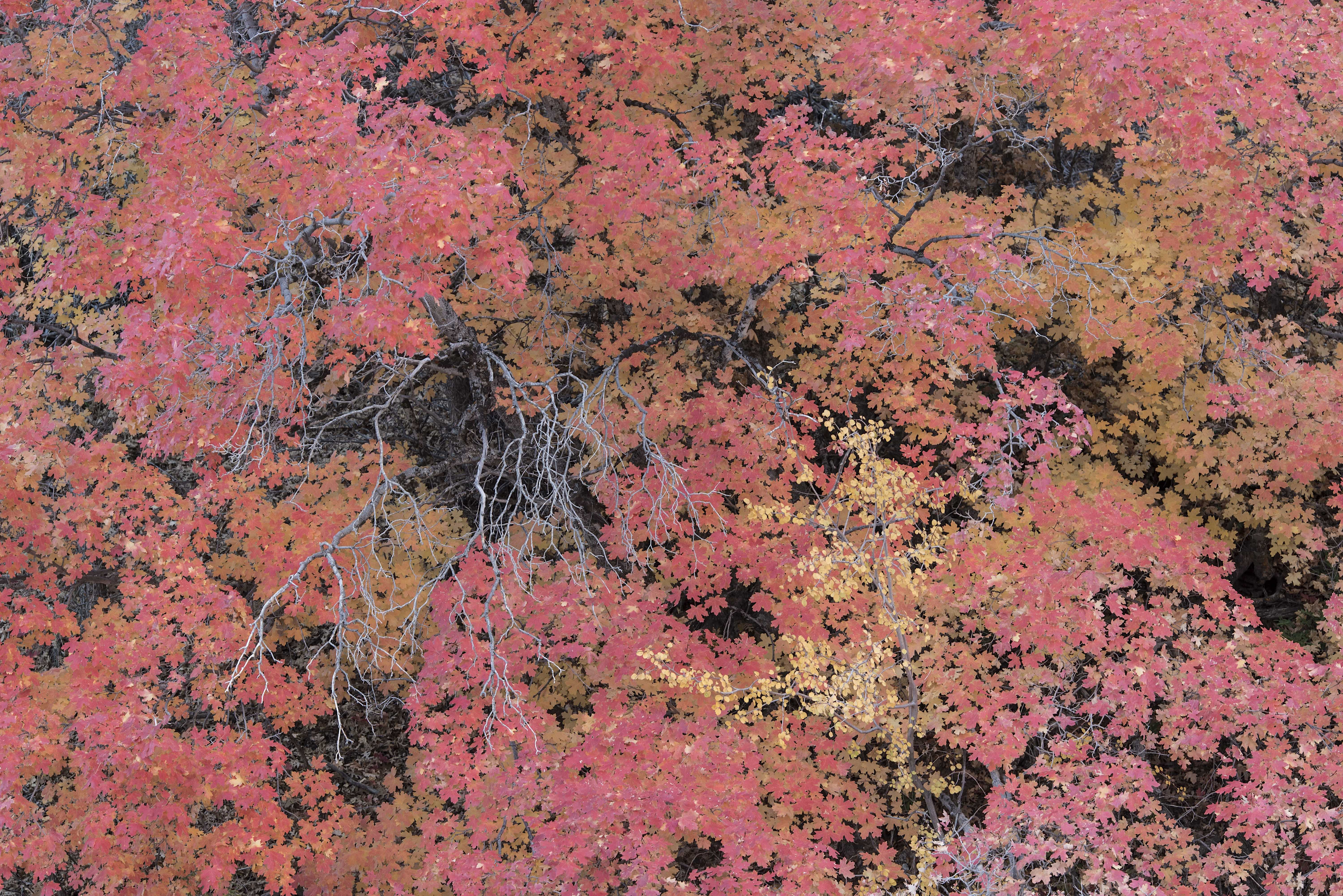 The American West 07 