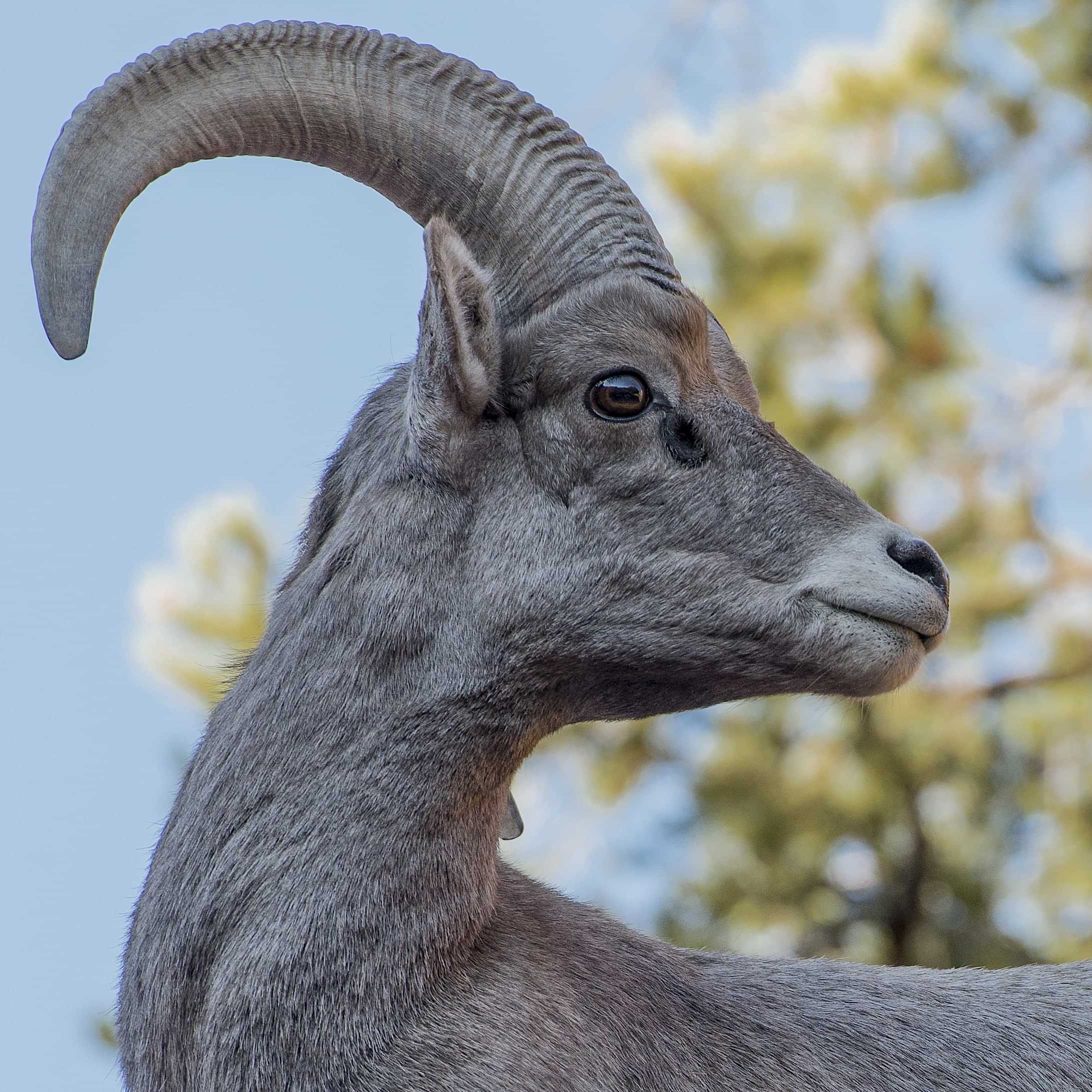 The American West 13 