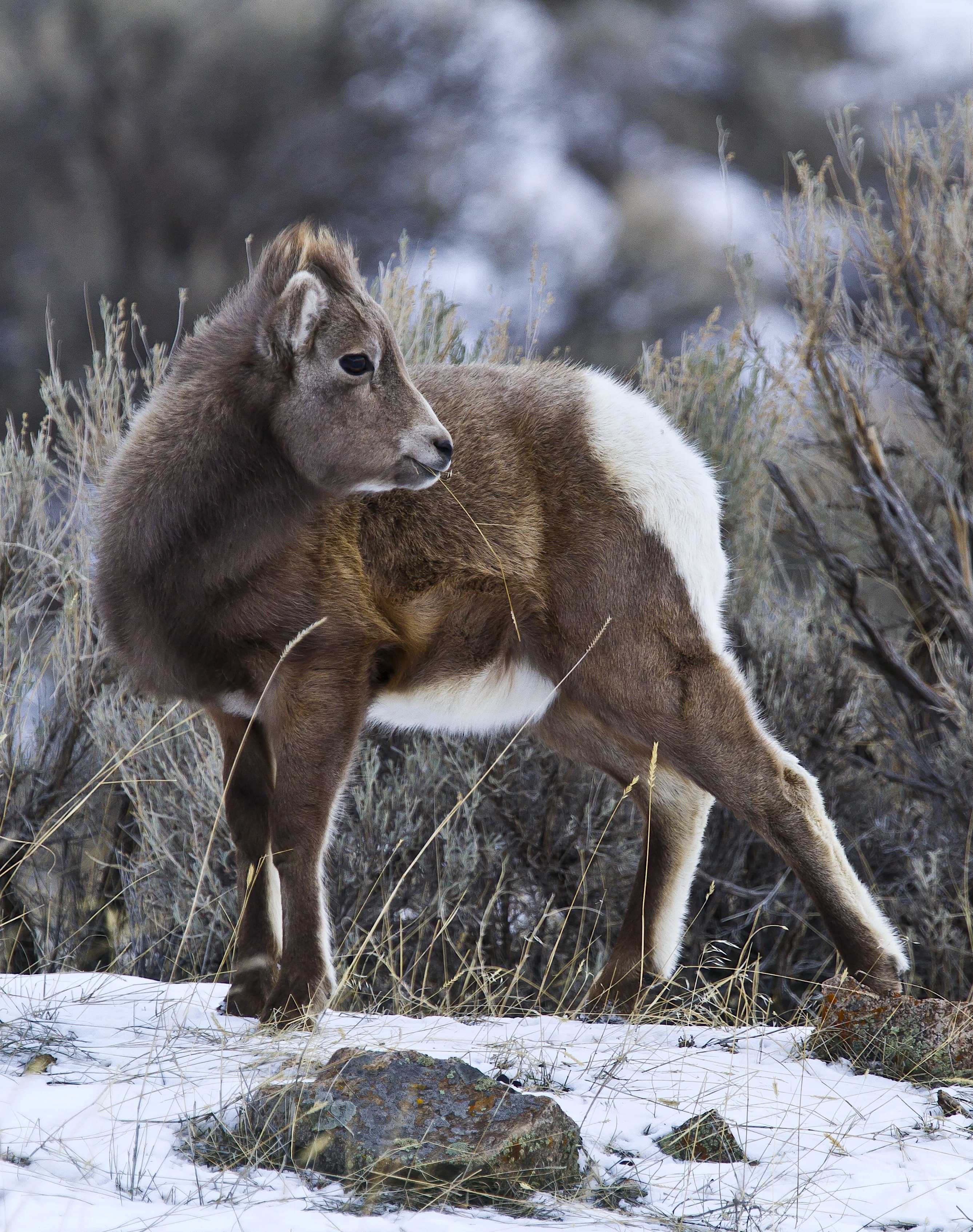 The American West 20 