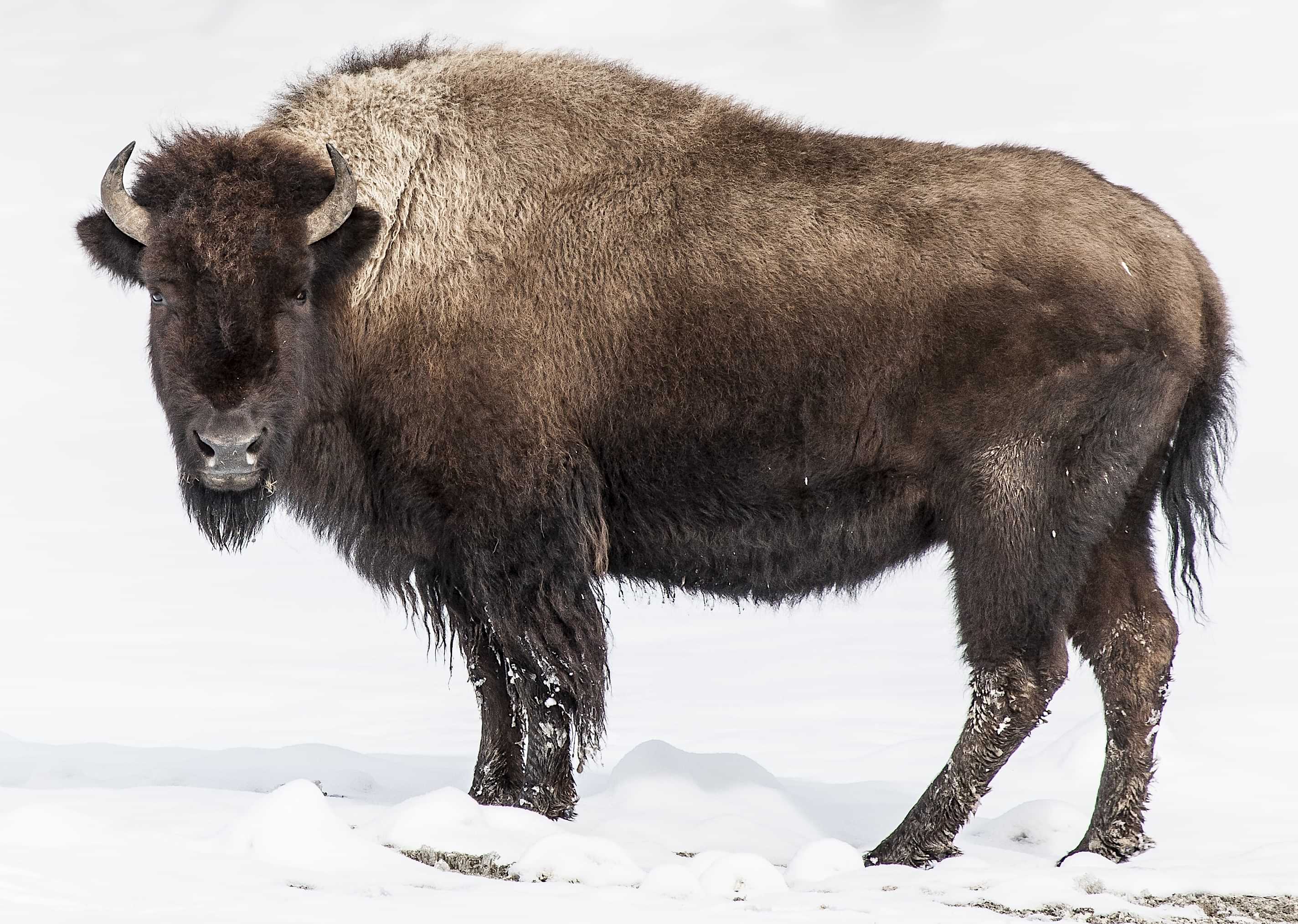 The American West 22 