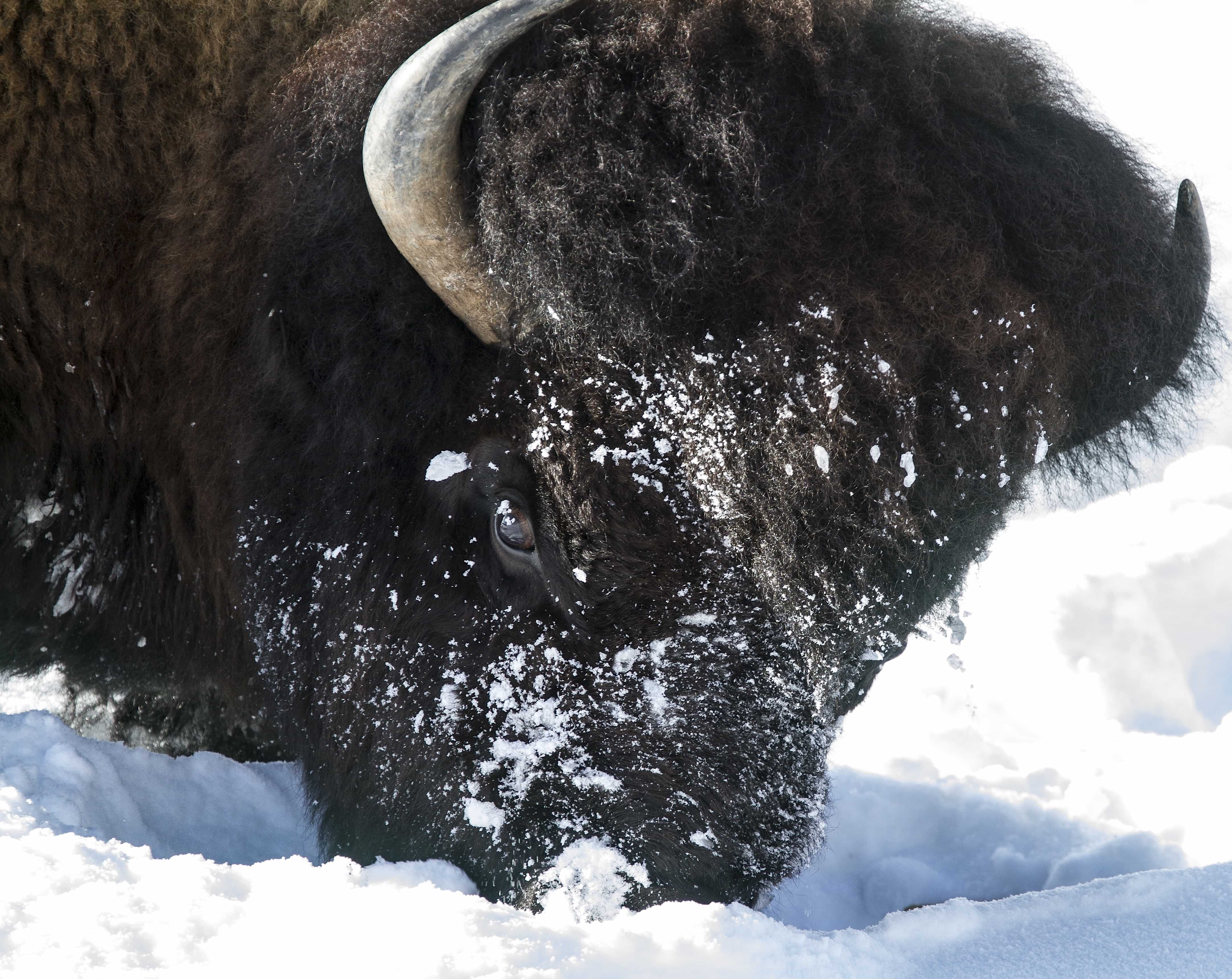 The American West 23 