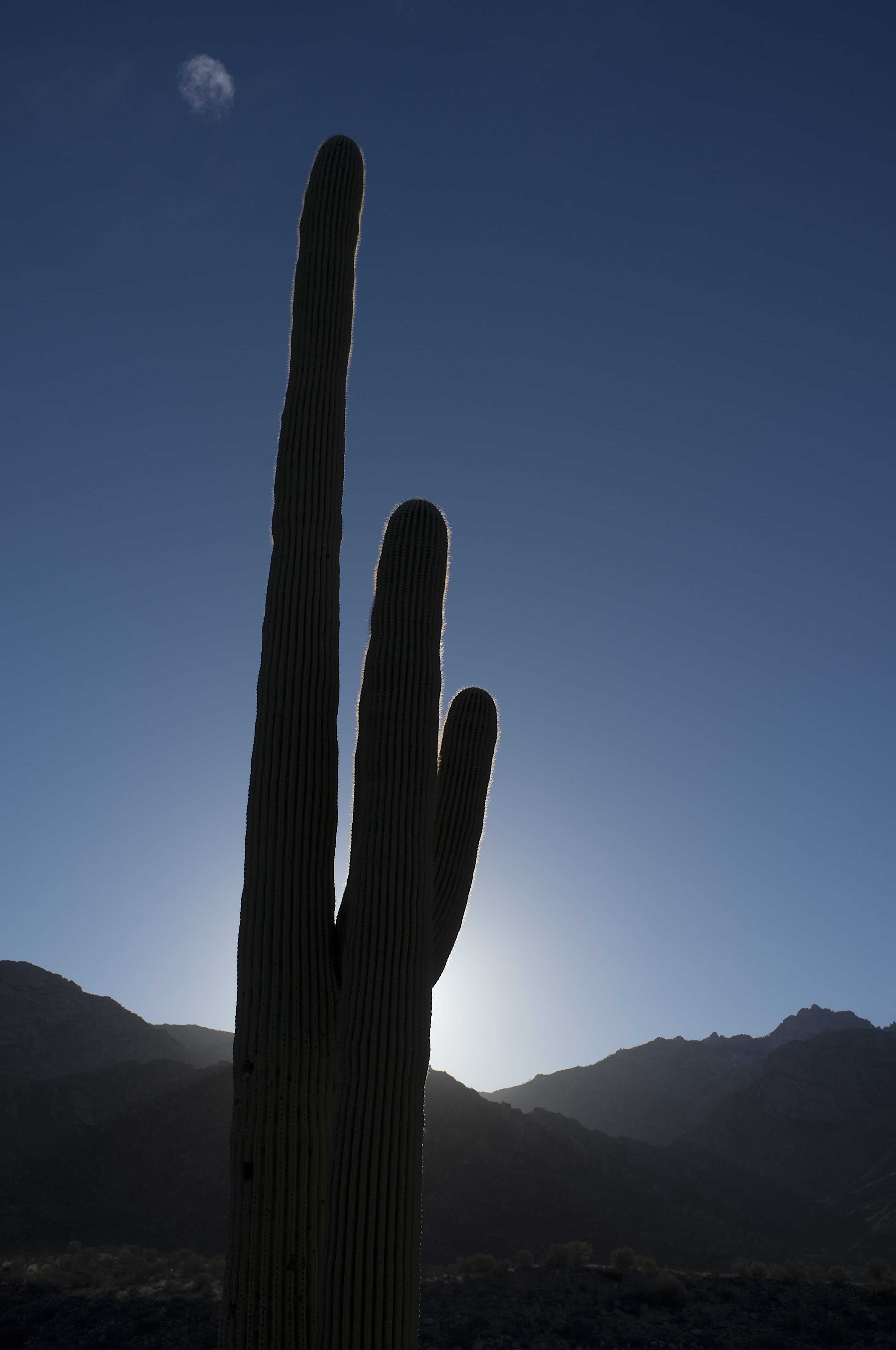 The American West 39 