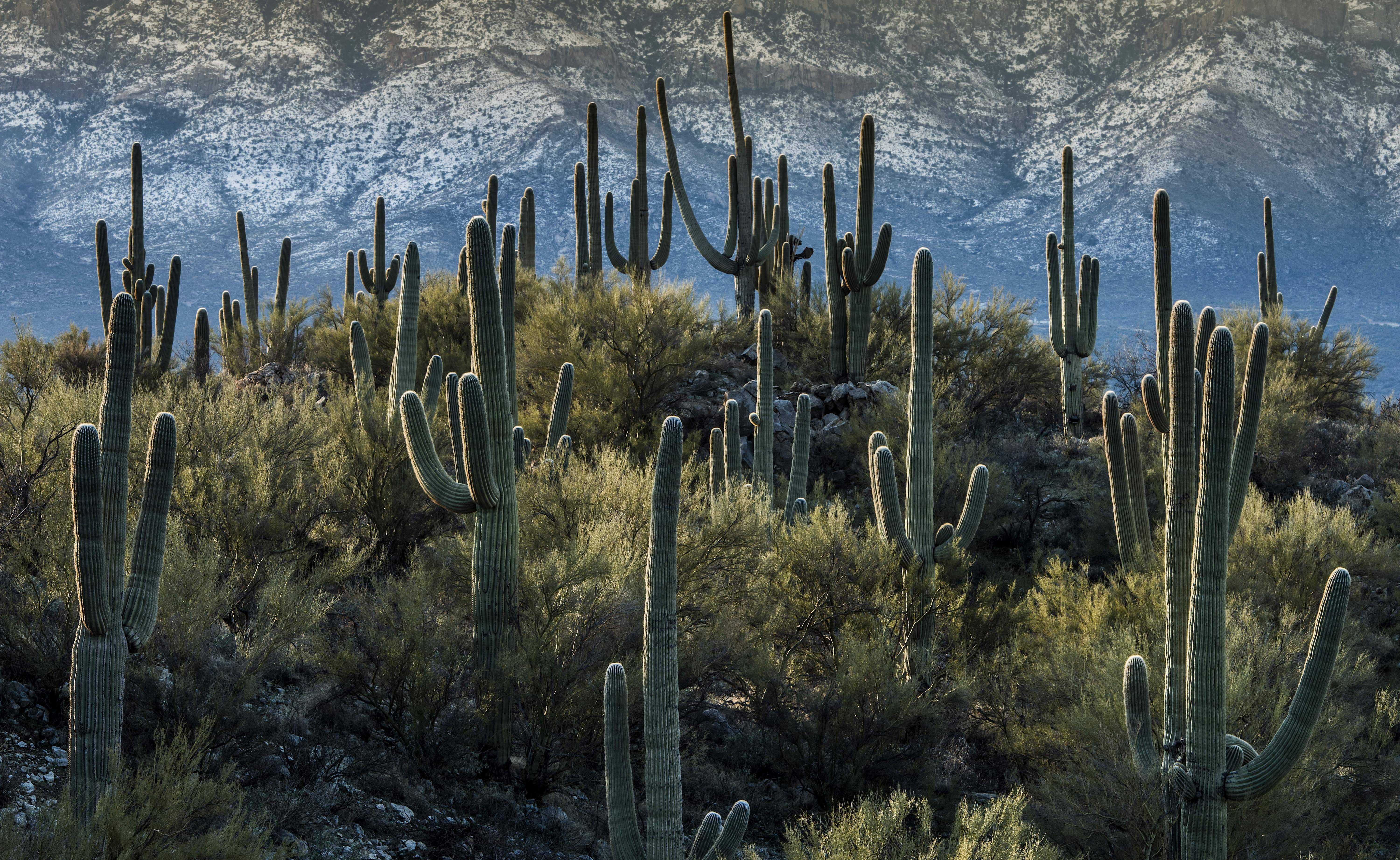 The American West 41 