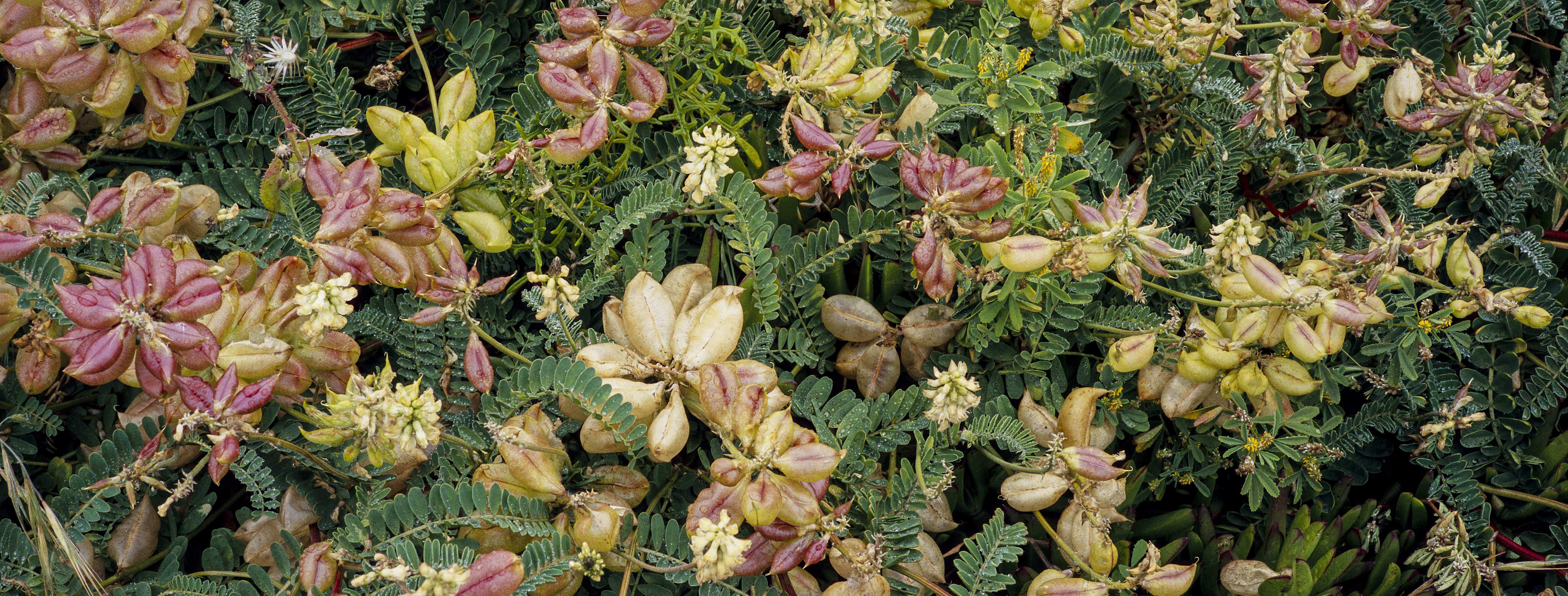 The American West 43 