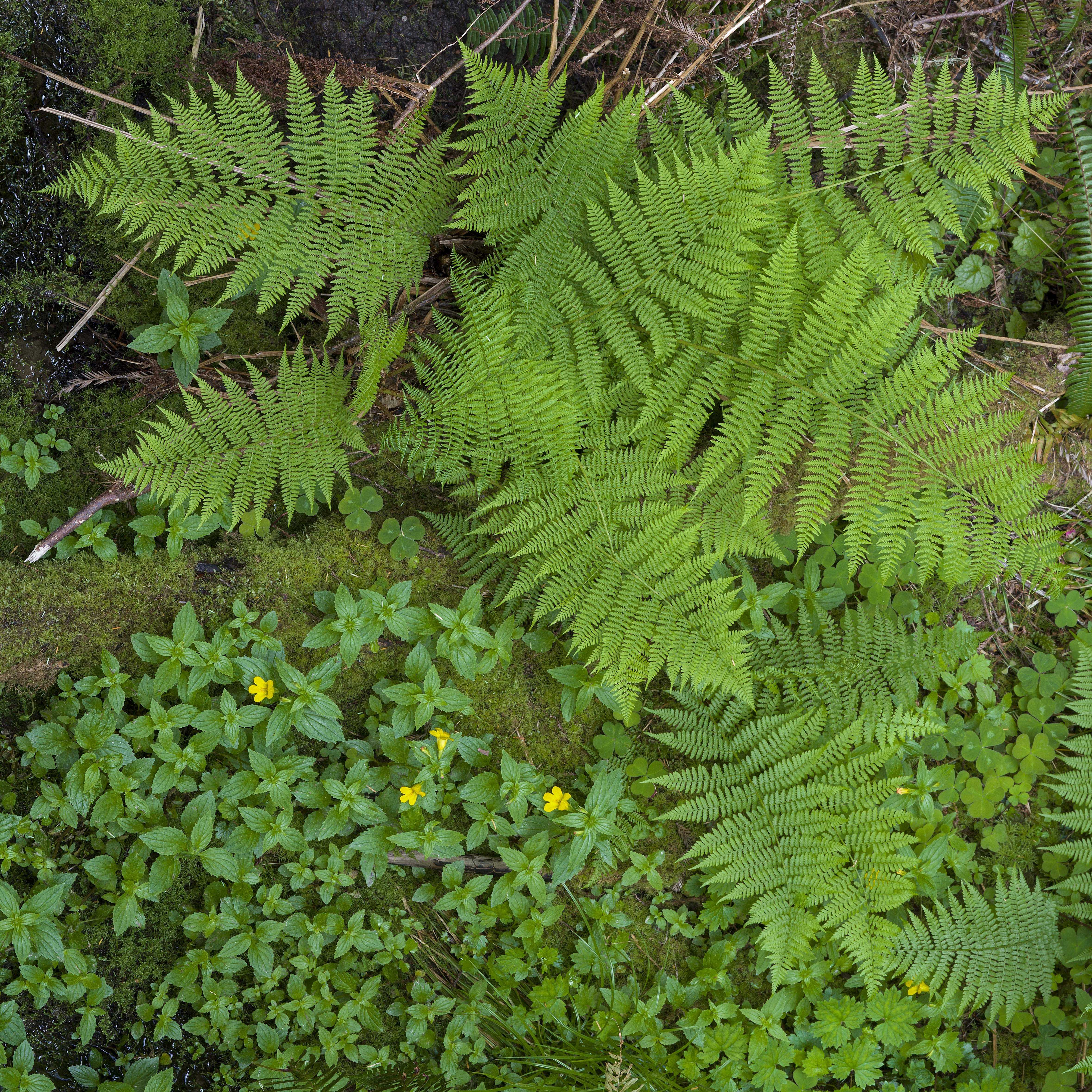 The American West 44 