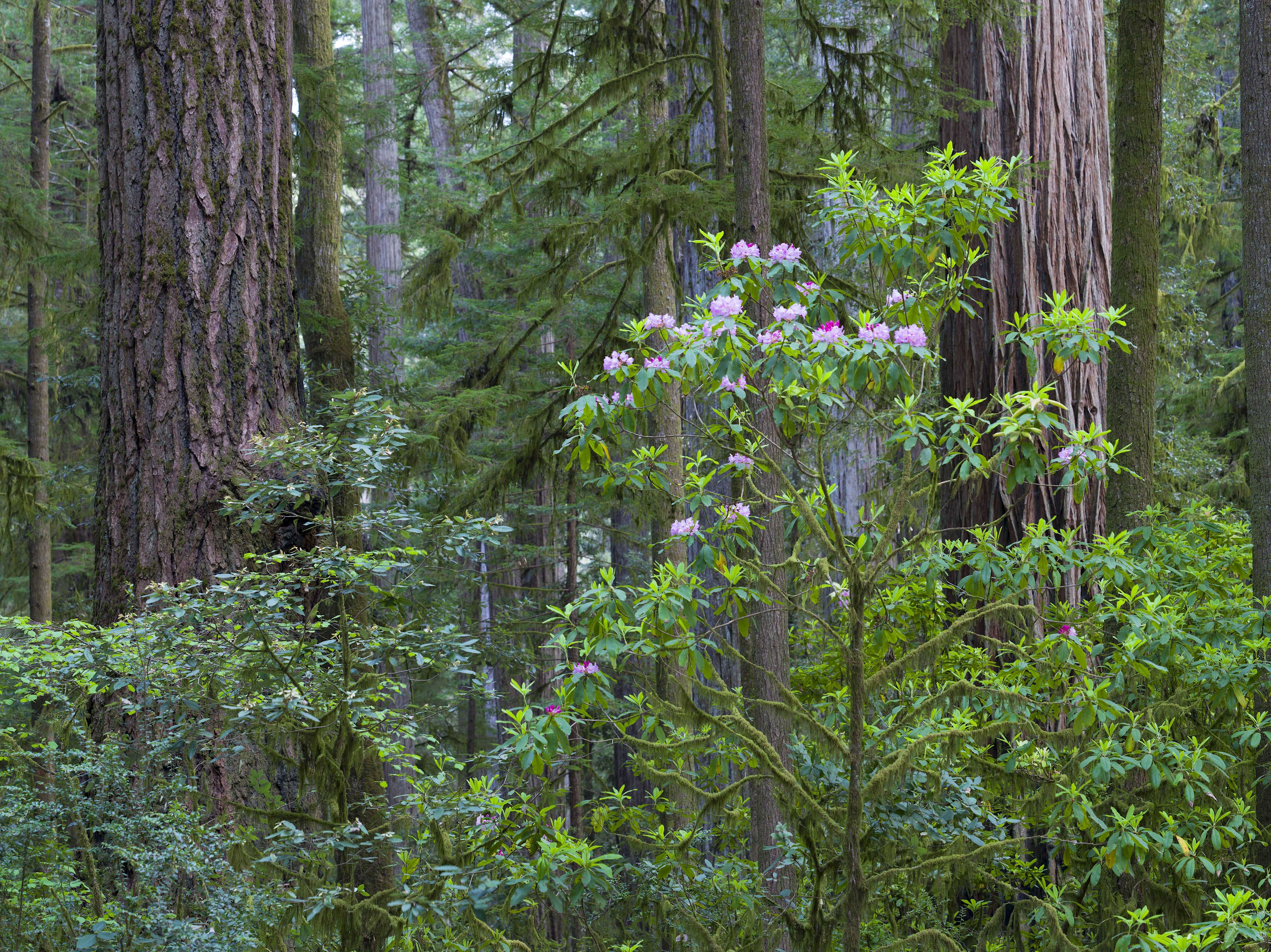 The American West 45 