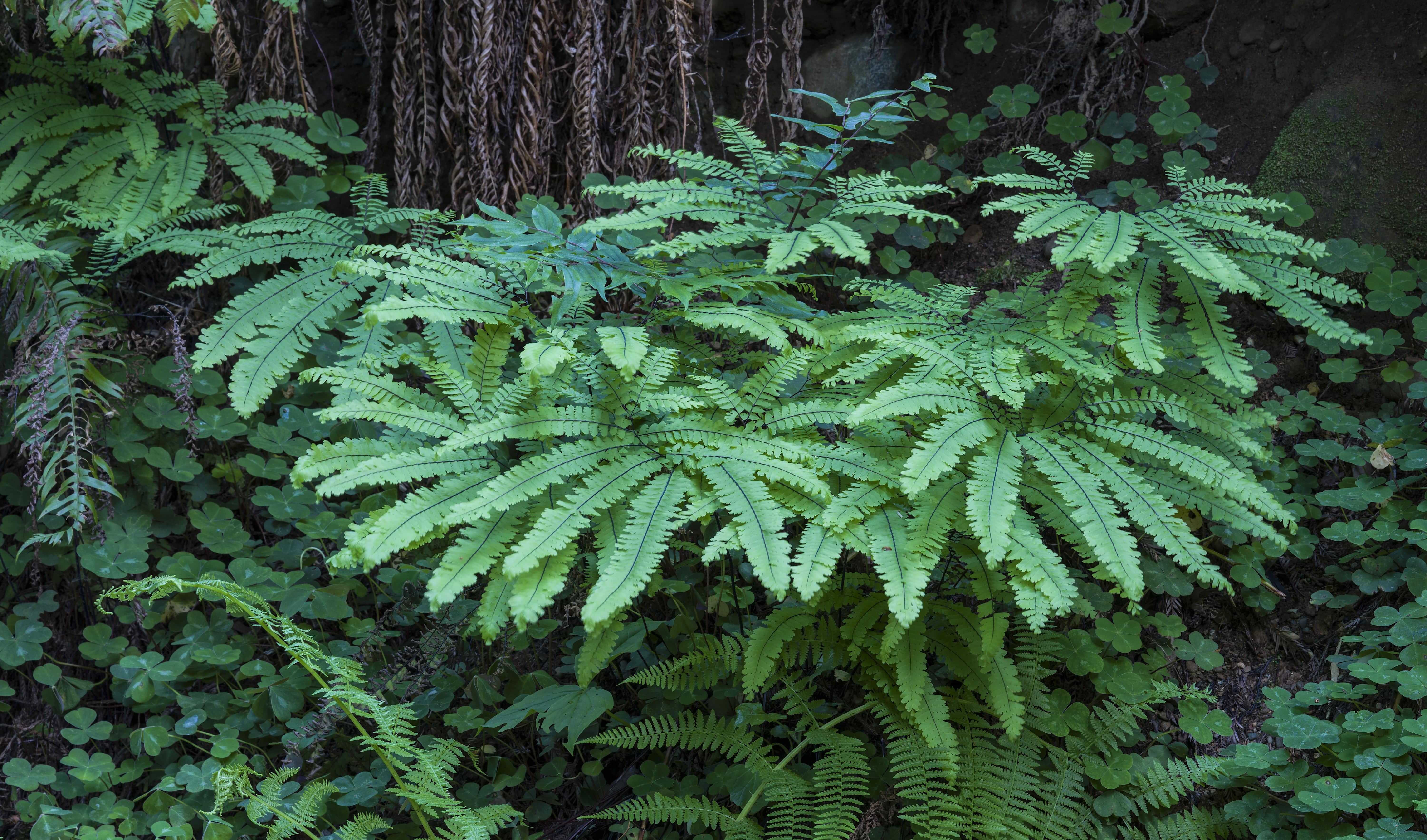 The American West 47 