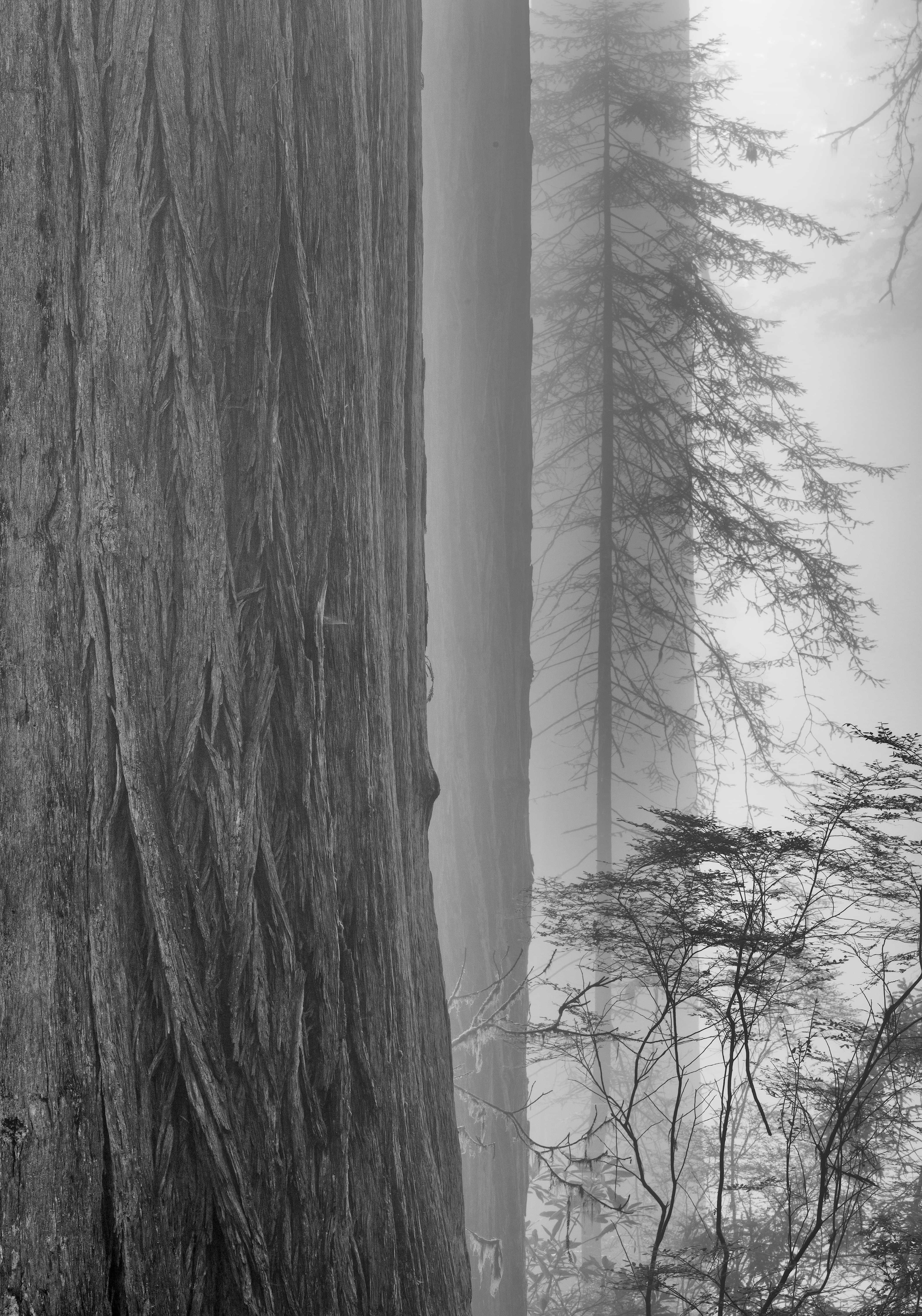 The American West 49 