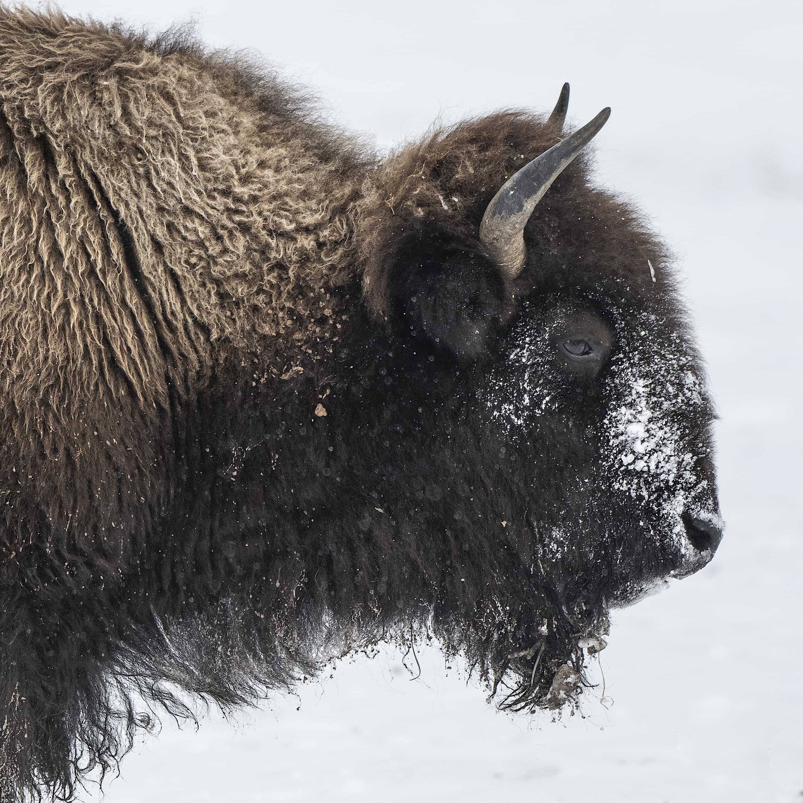 The American West 50 