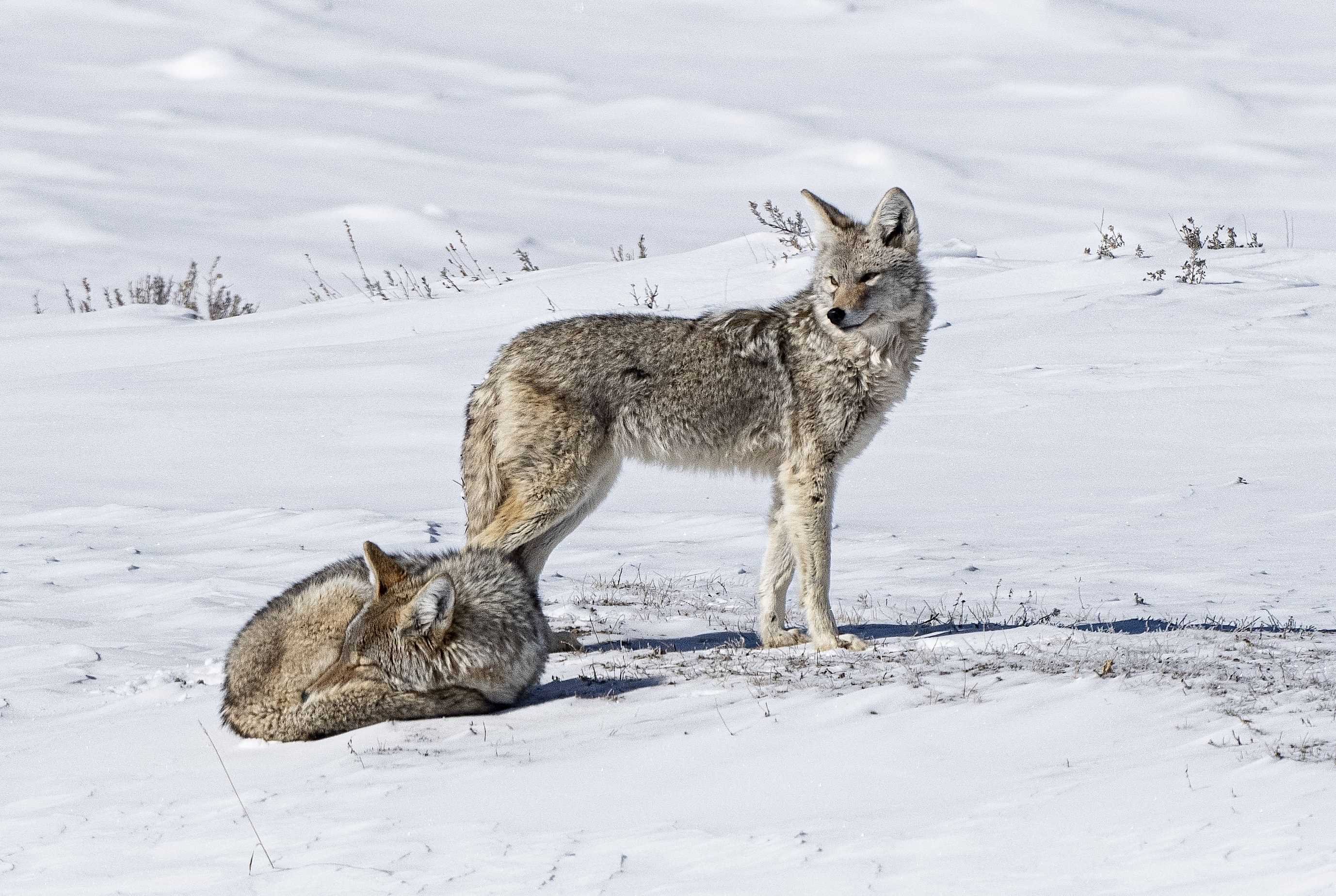 The American West 51 