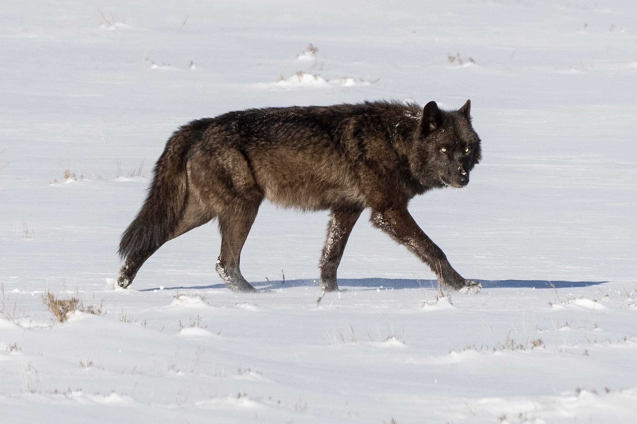 The American West 52 