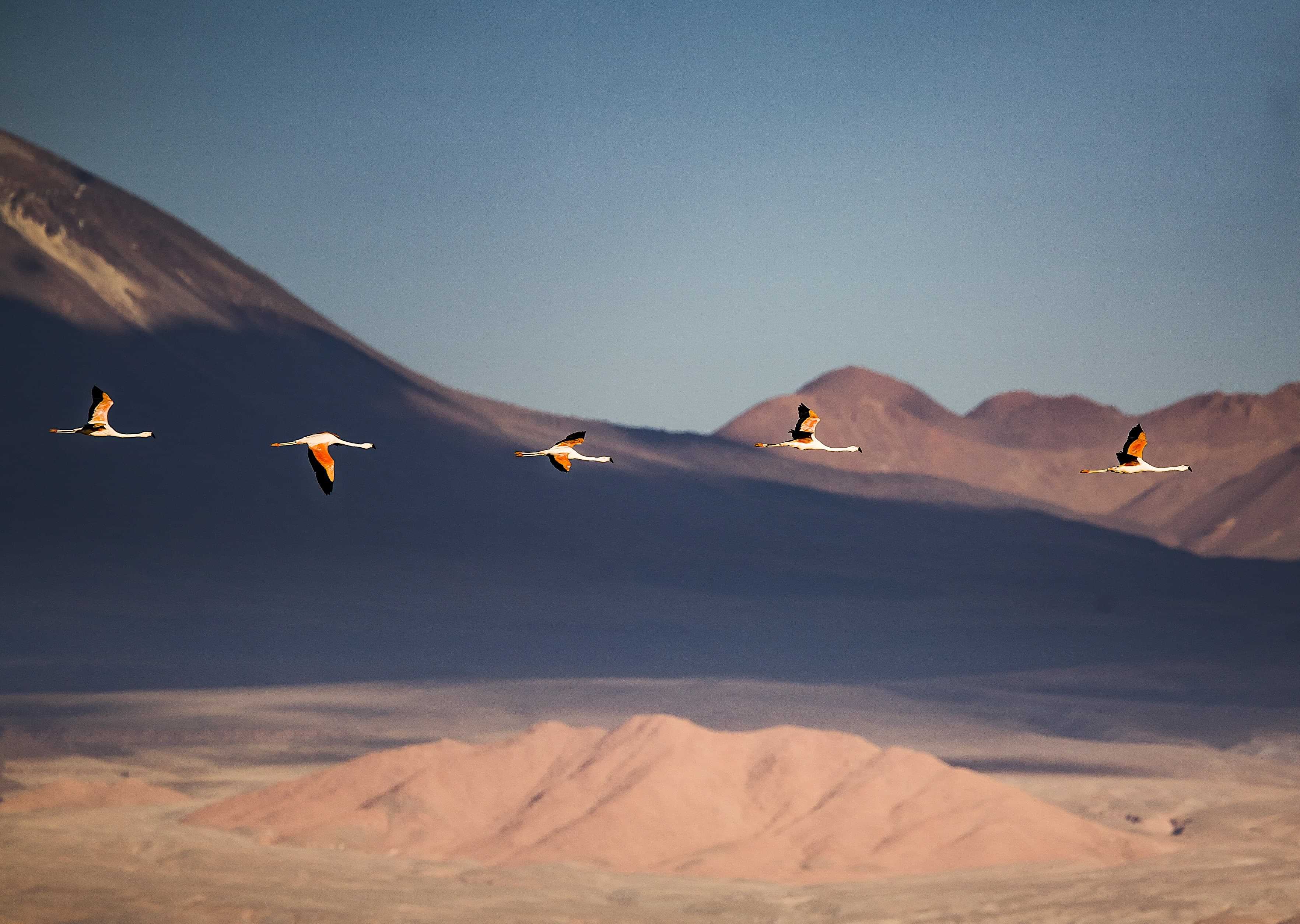 Patagonia and the Atacama 06 