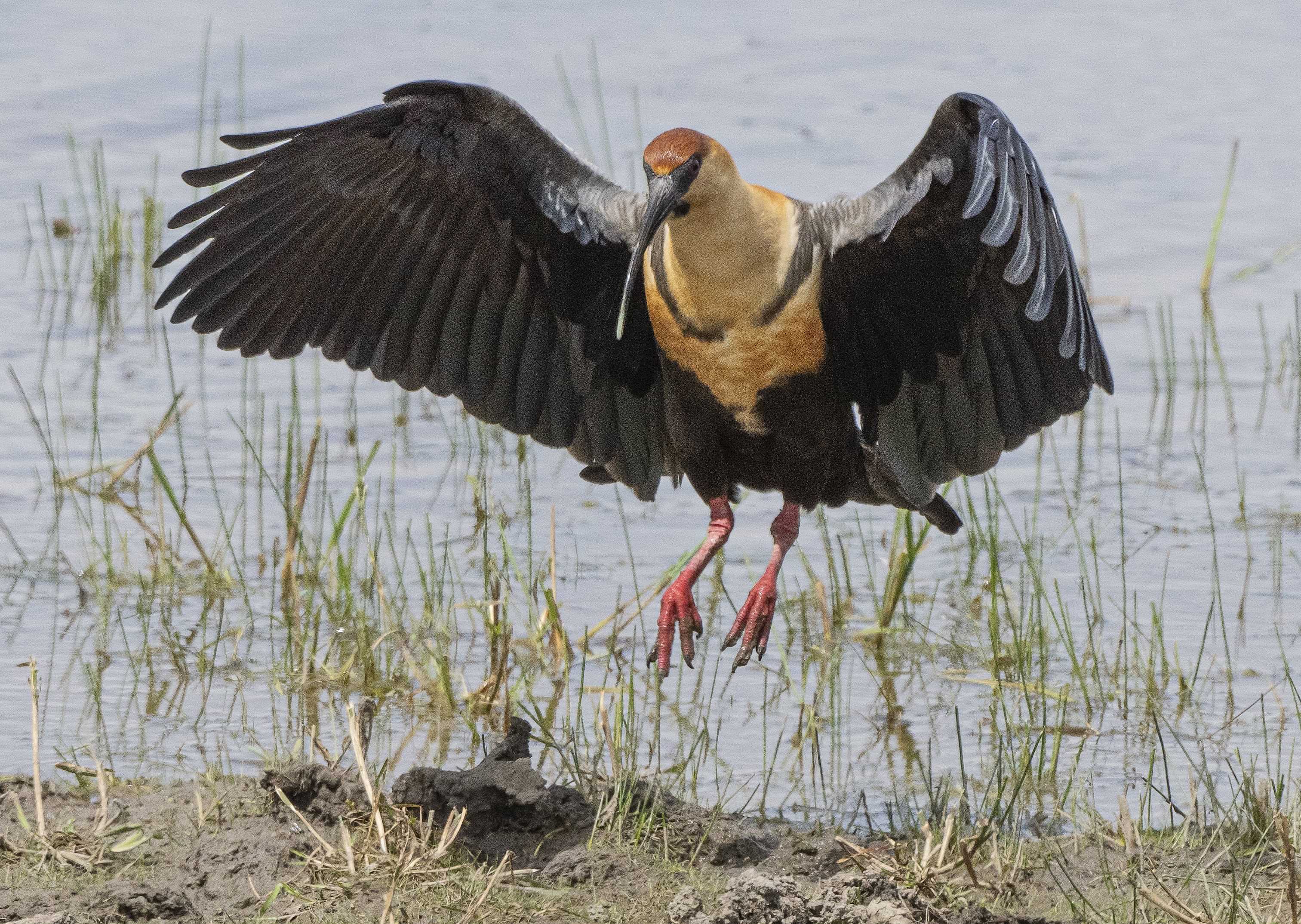 Patagonia and the Atacama 07 