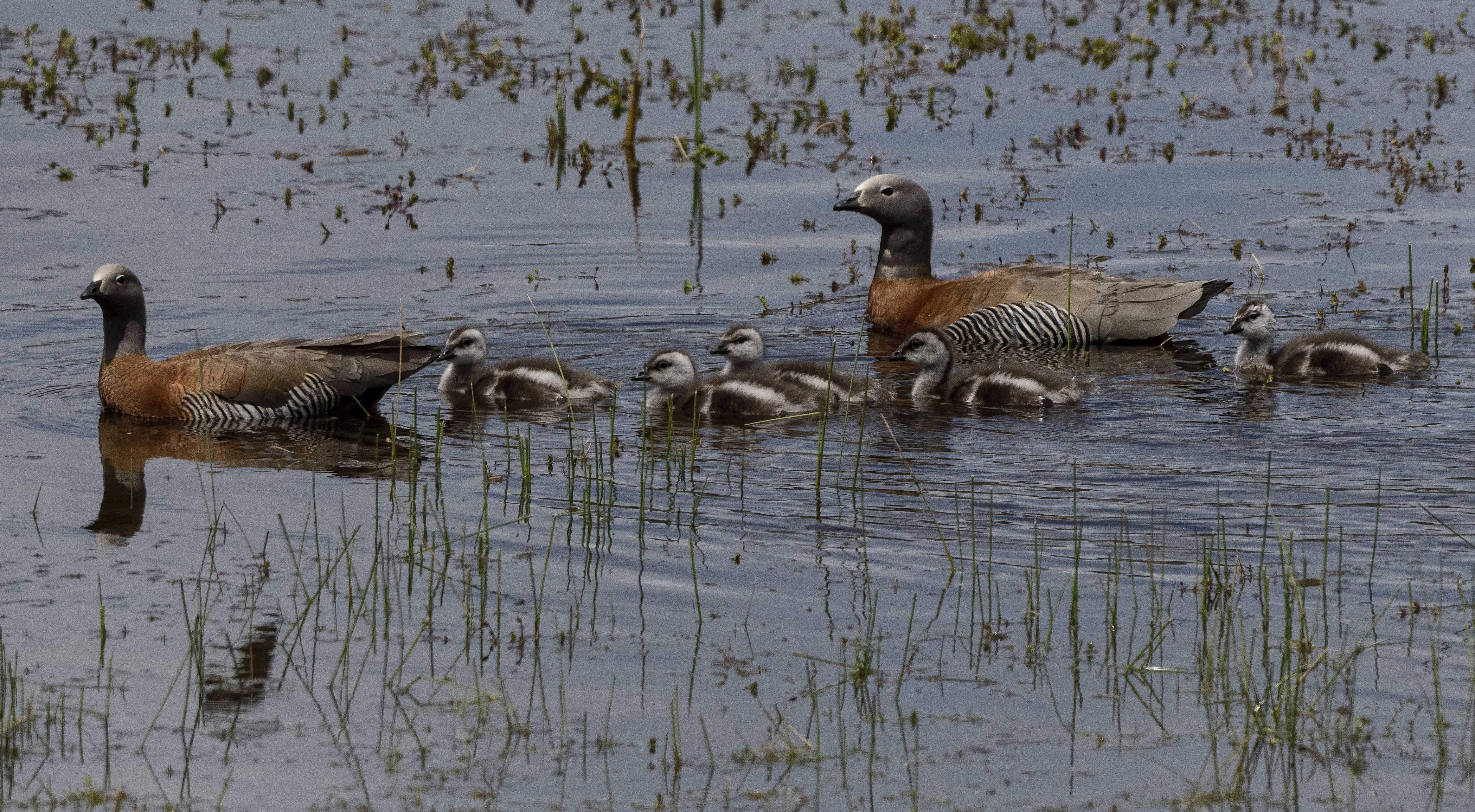 Patagonia and the Atacama 08 