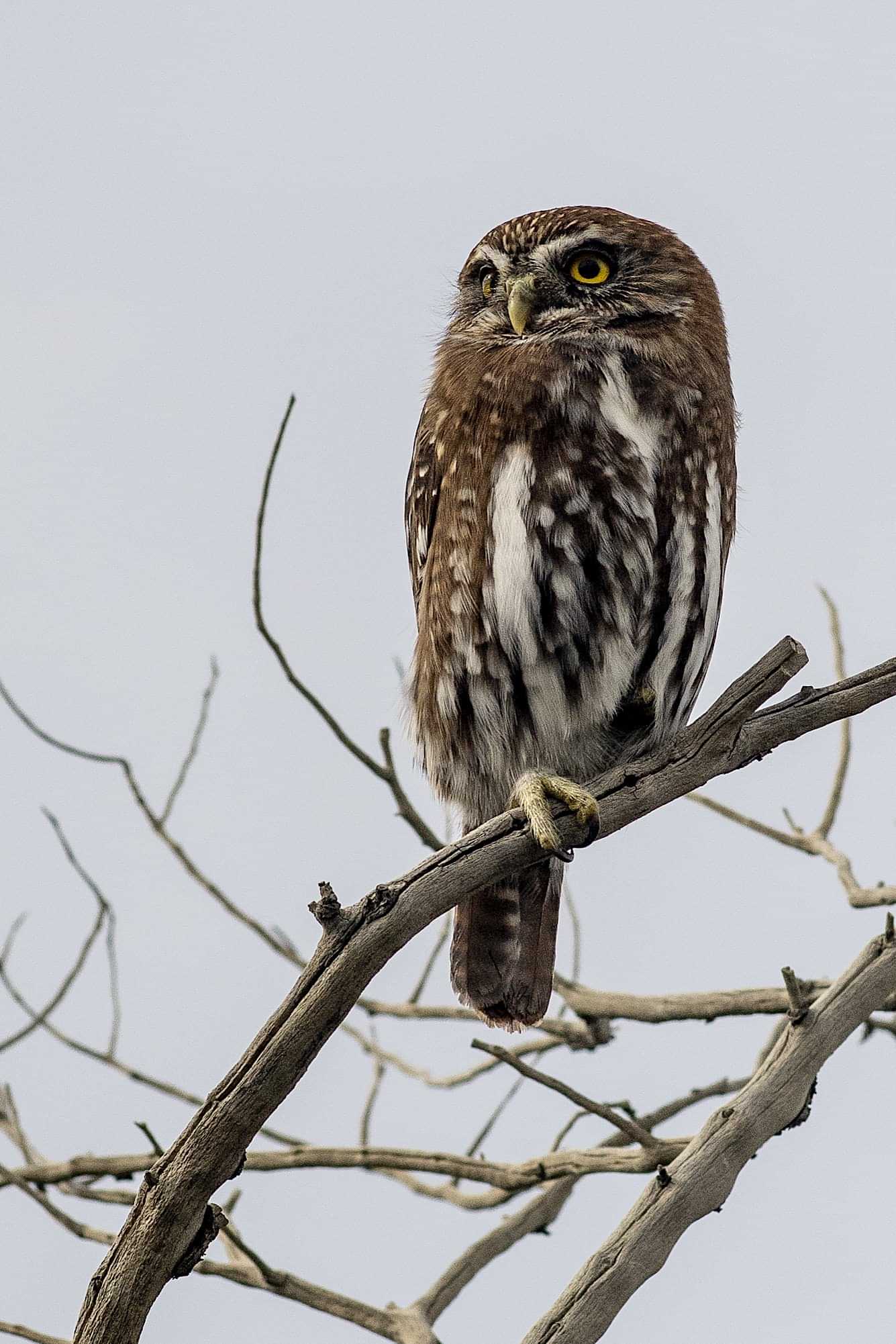 Patagonia and the Atacama 09 