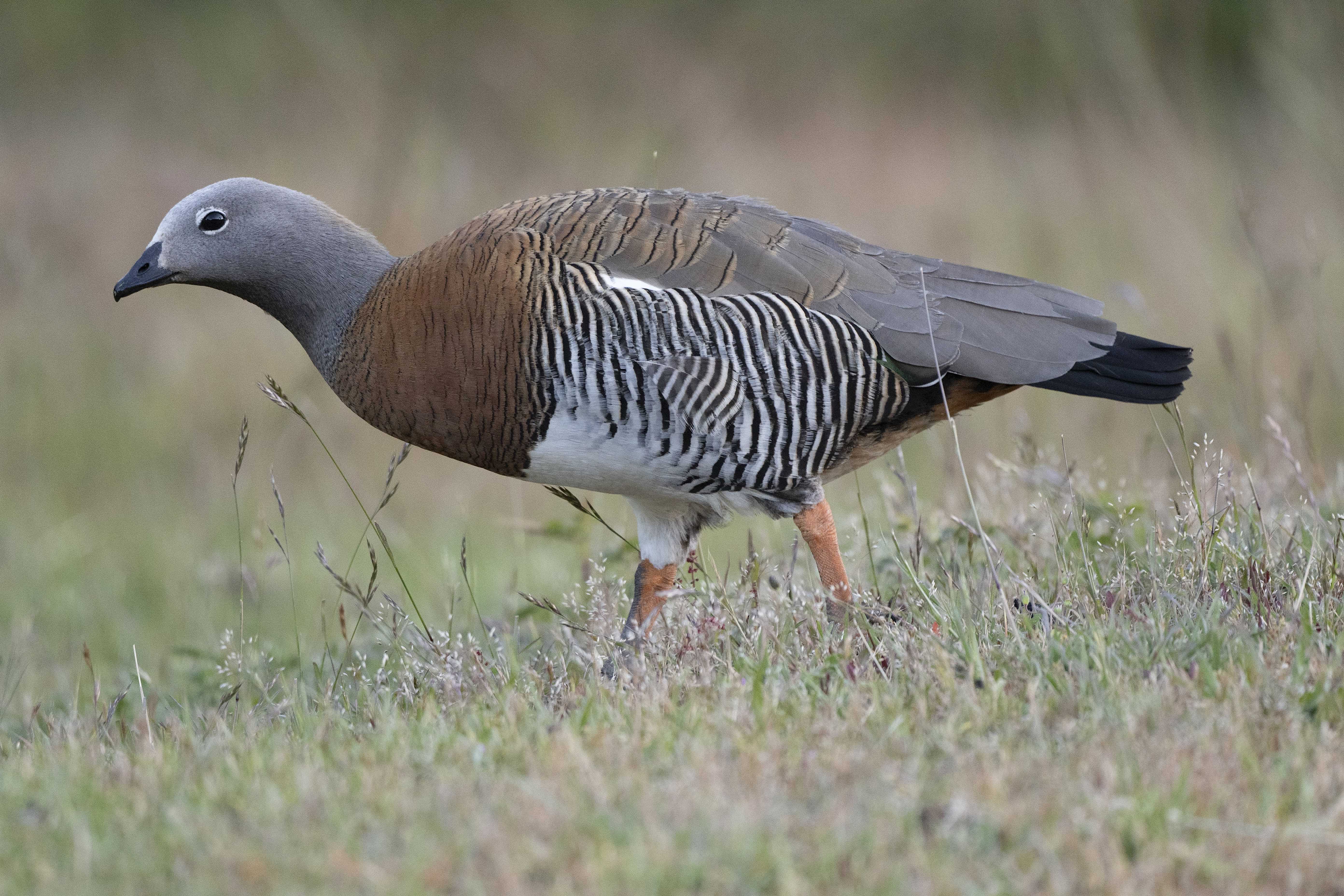 Patagonia and the Atacama 10 