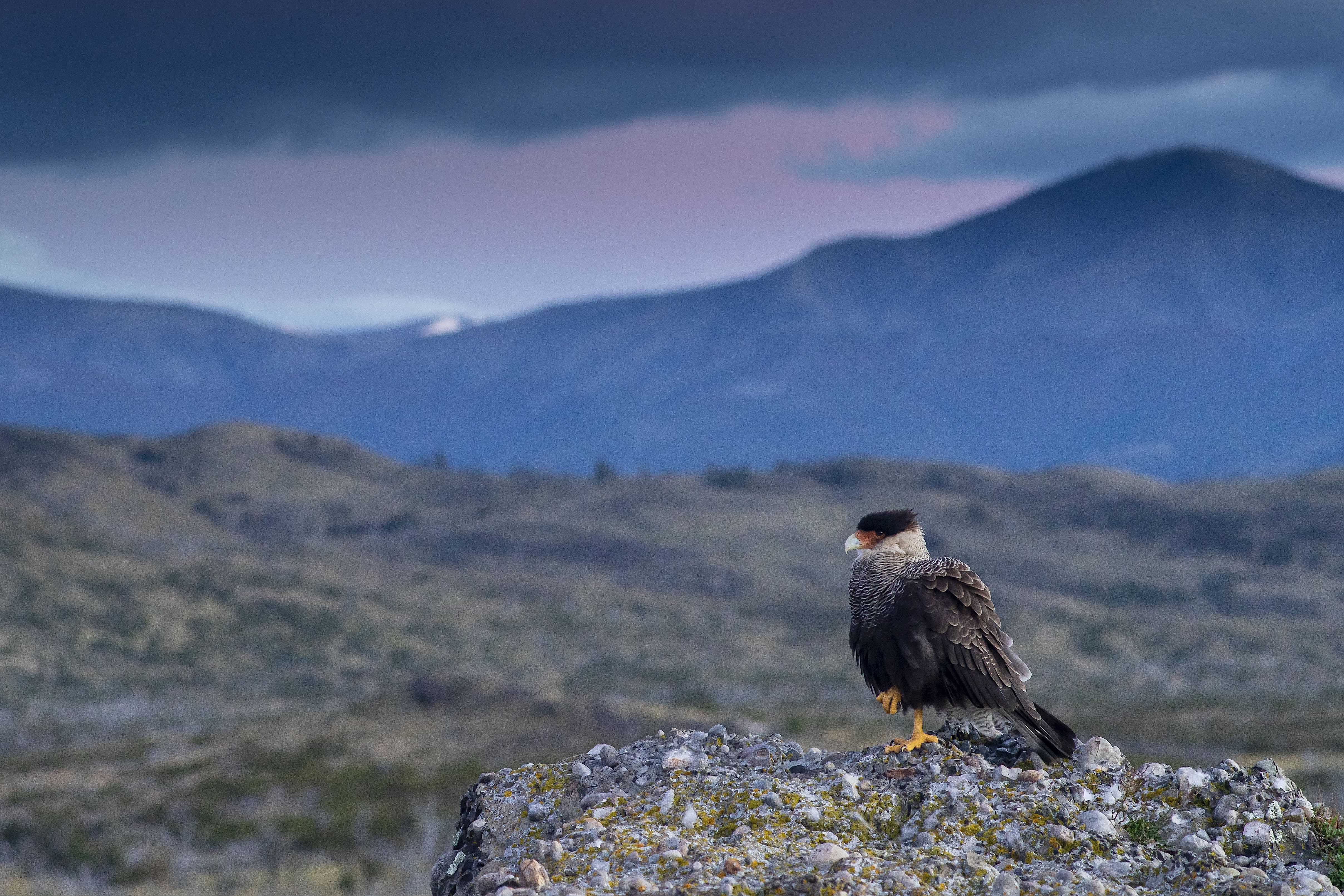 Patagonia and the Atacama 11 