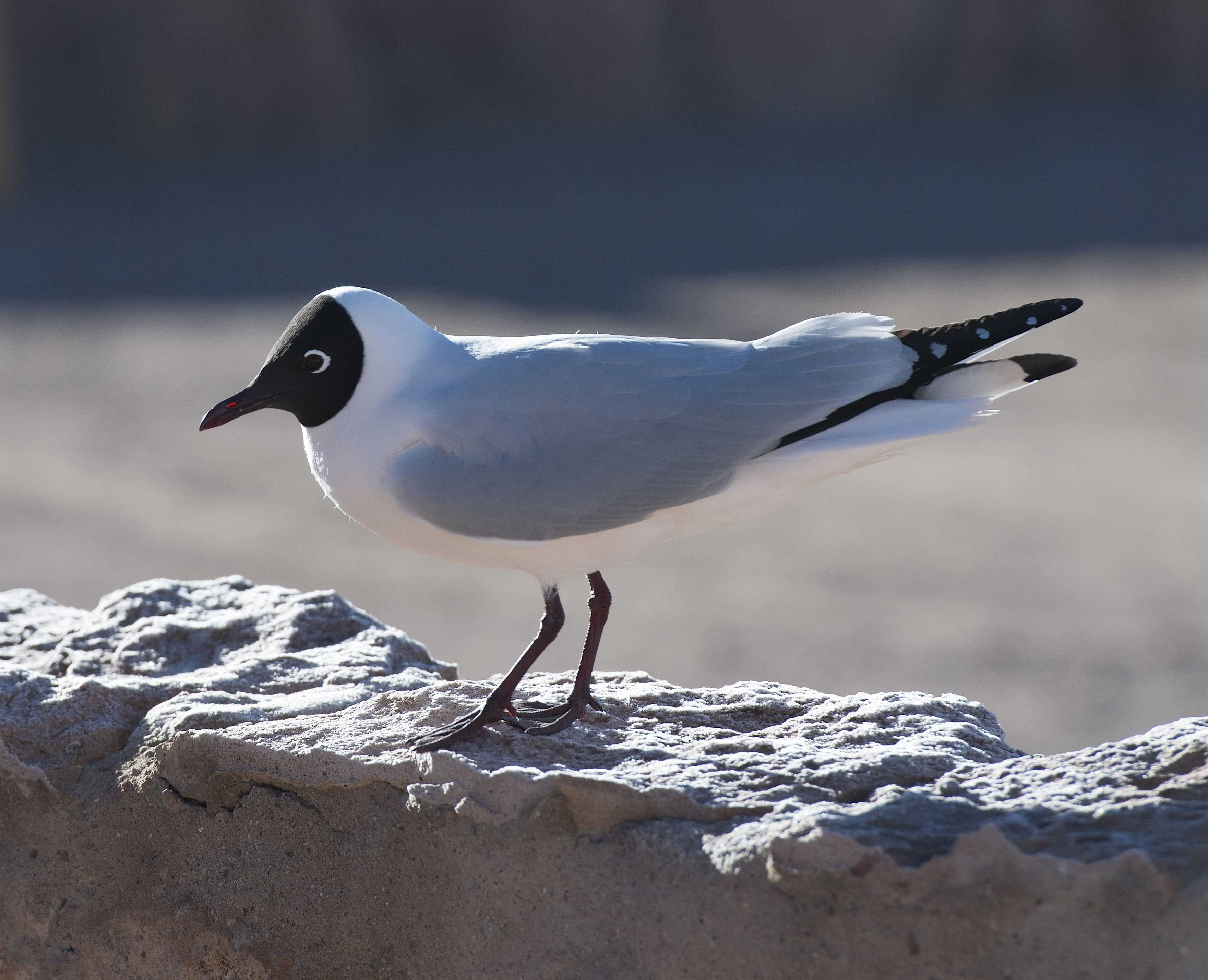 Patagonia and the Atacama 12 