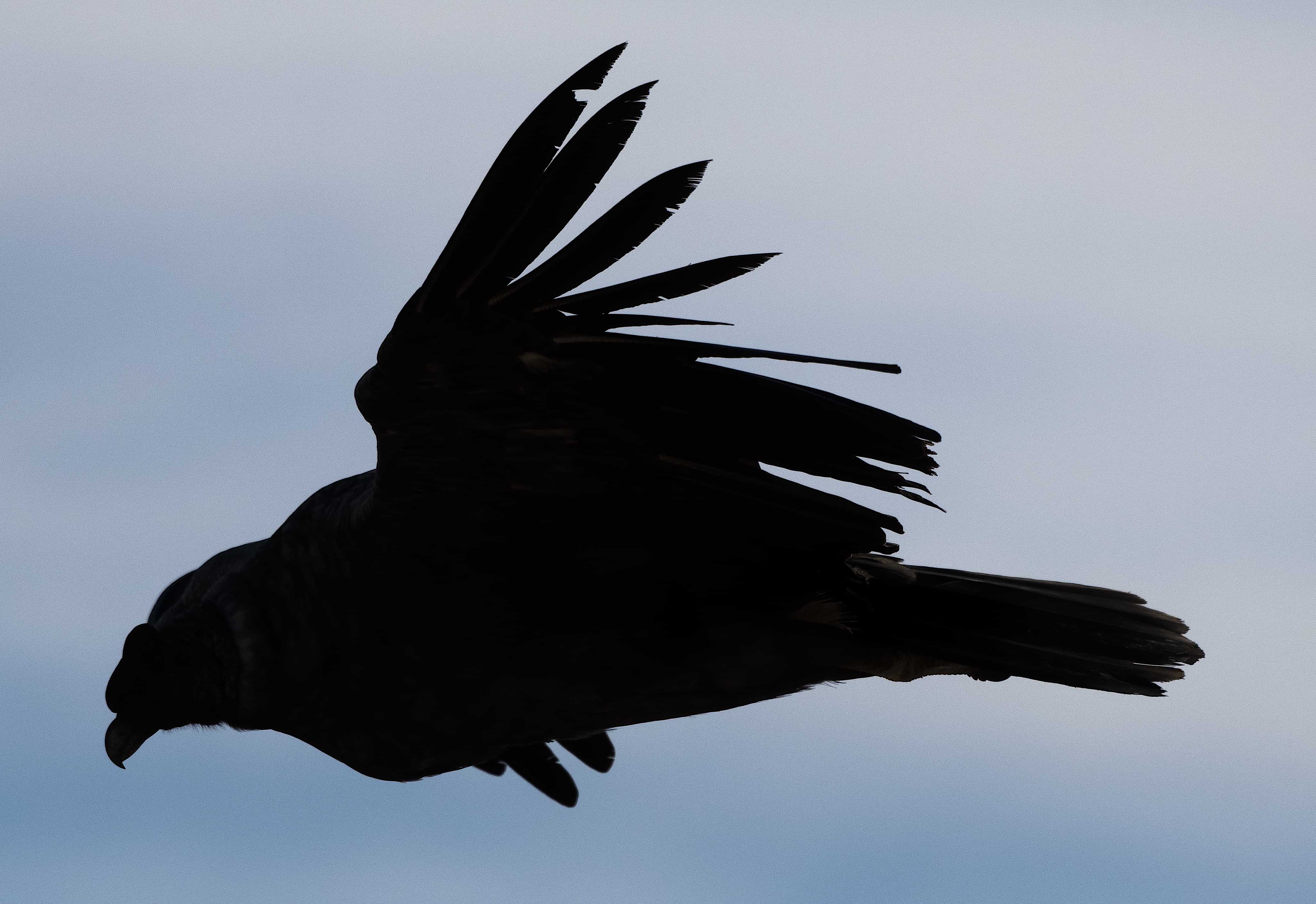 Patagonia and the Atacama 13 