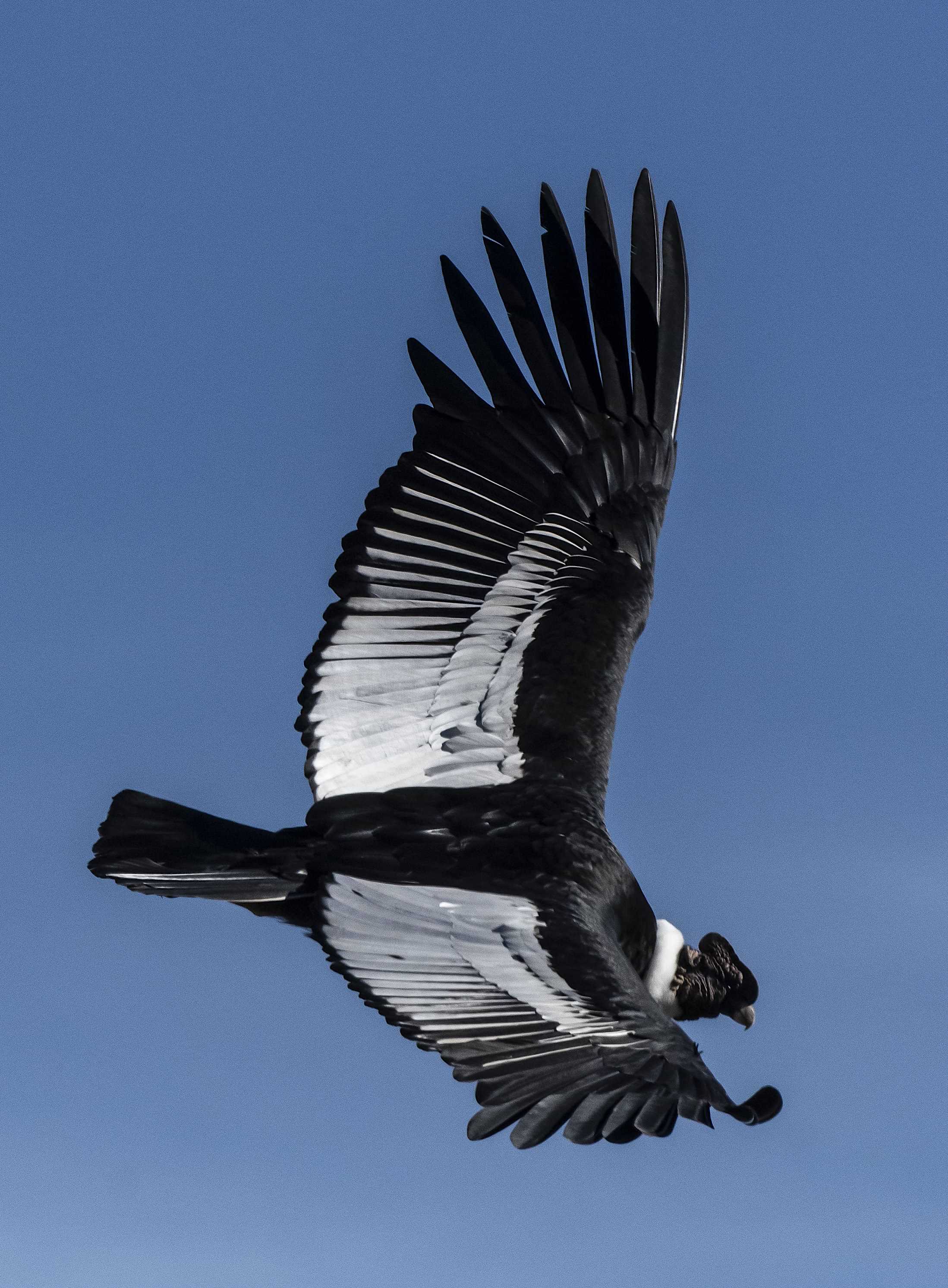 Patagonia and the Atacama 14 