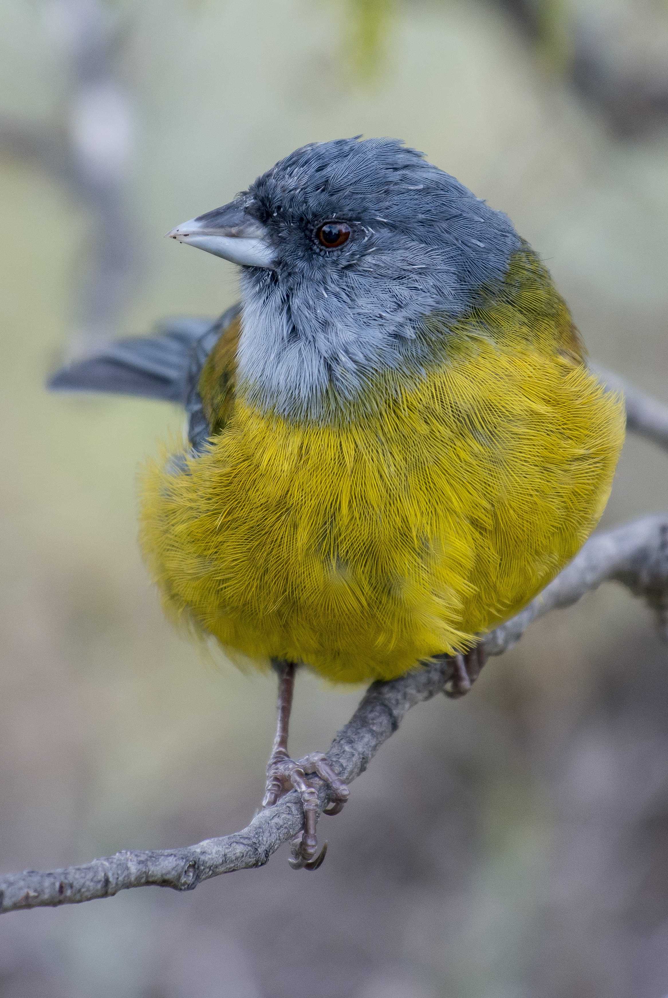 Patagonia and the Atacama 15 