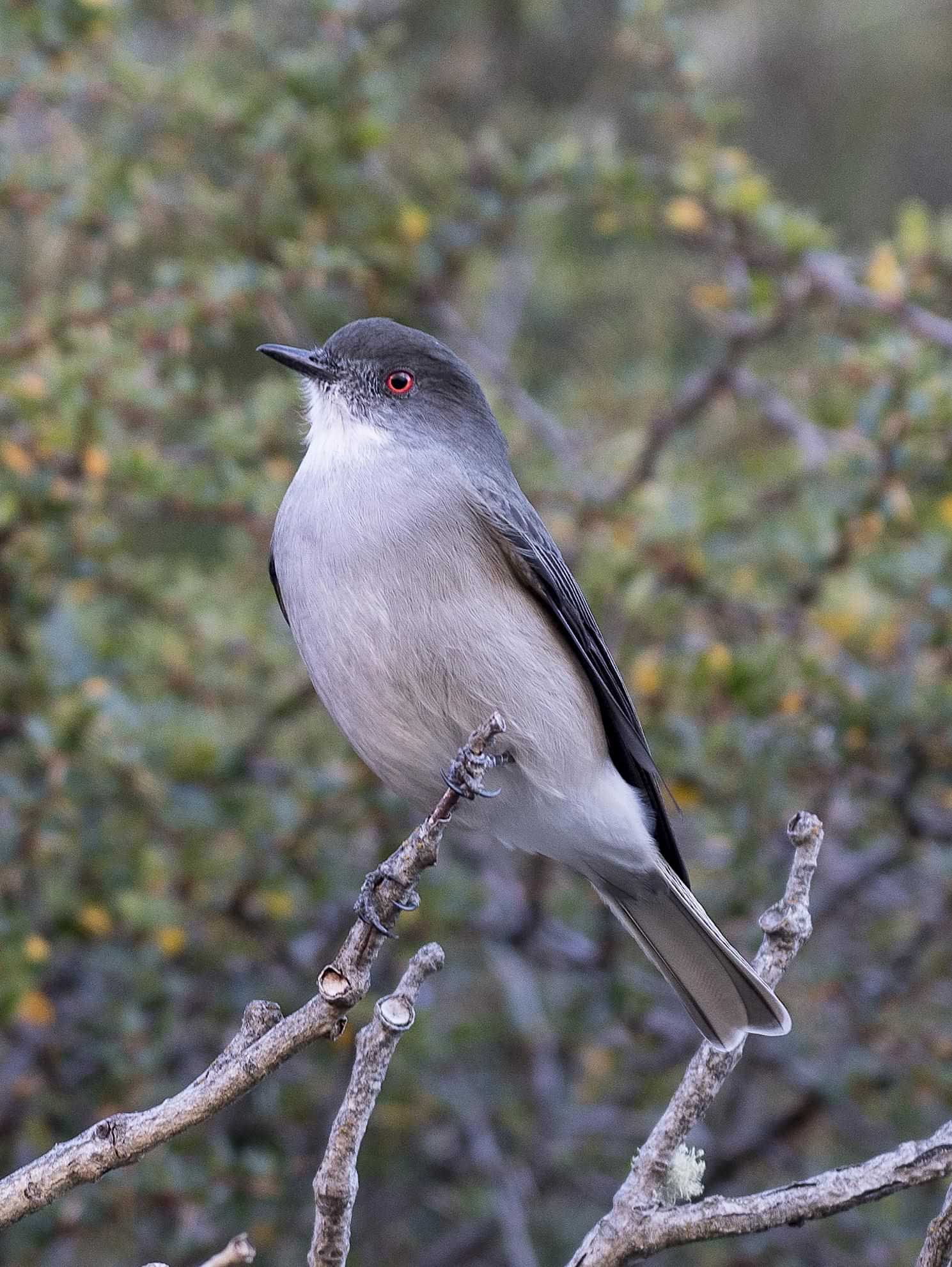 Patagonia and the Atacama 17 