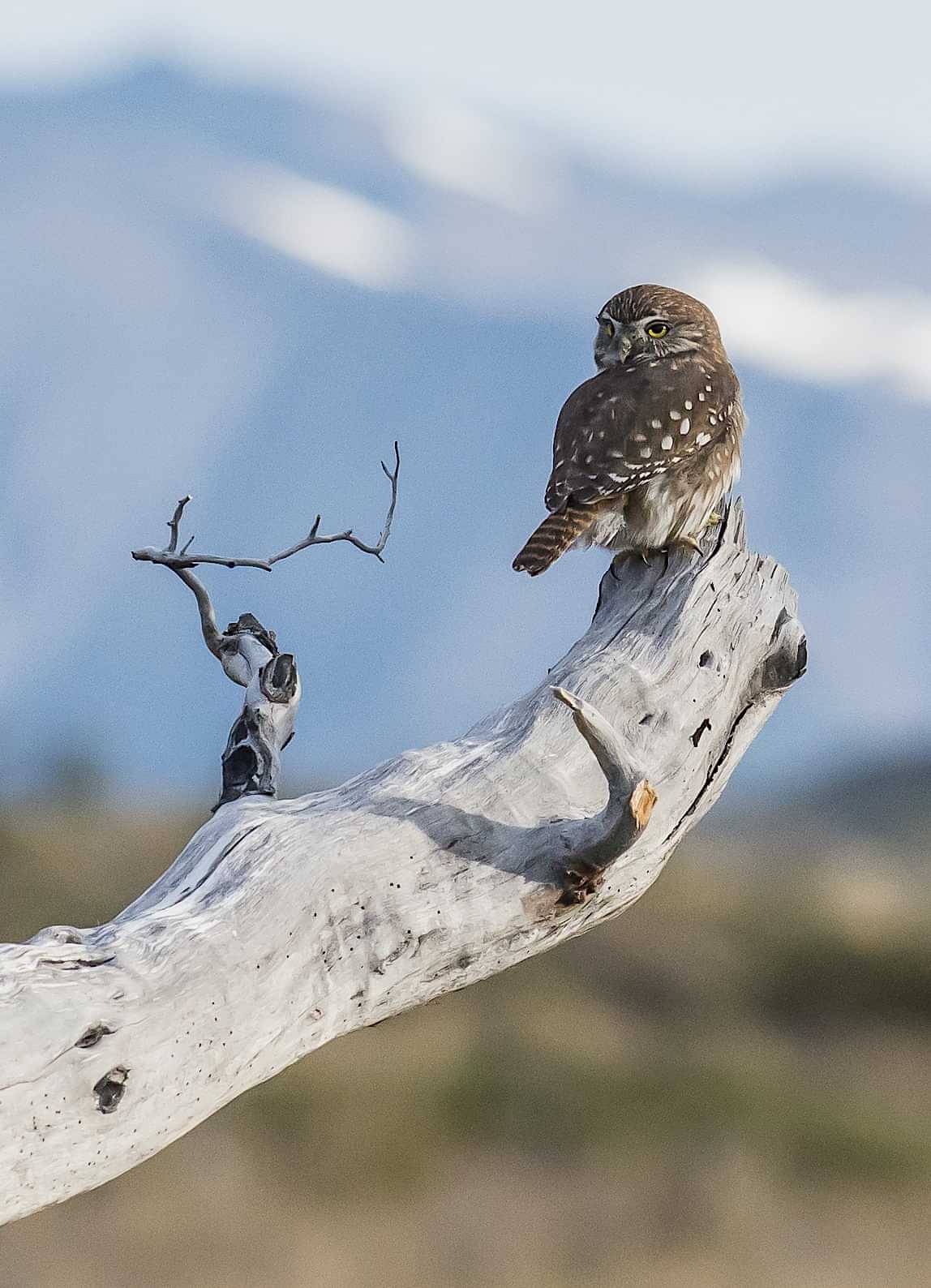 Patagonia and the Atacama 18 