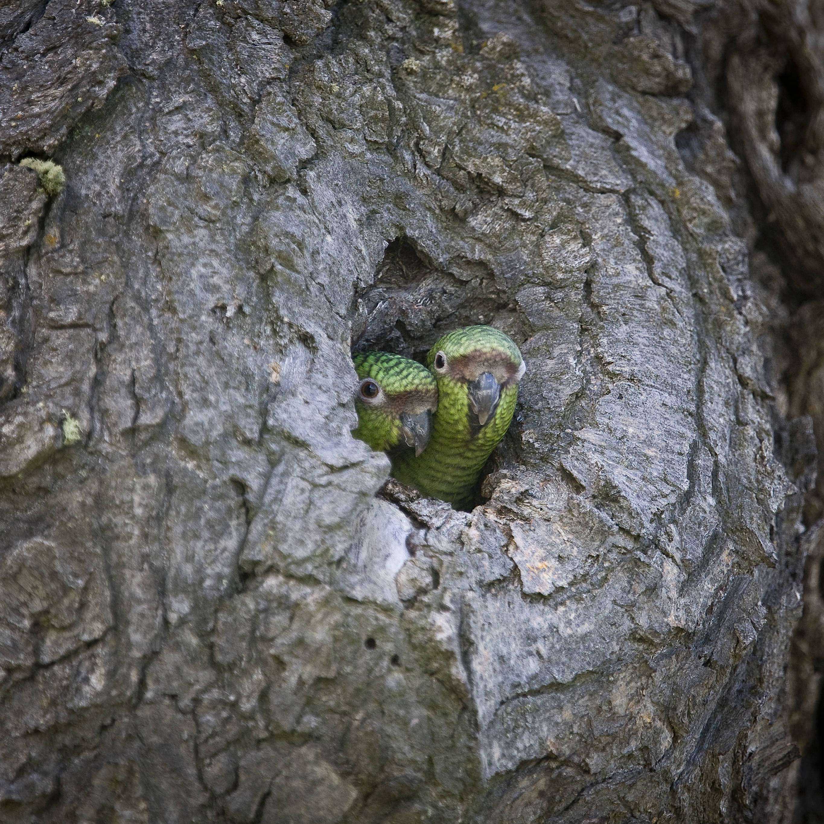 Patagonia and the Atacama 20 