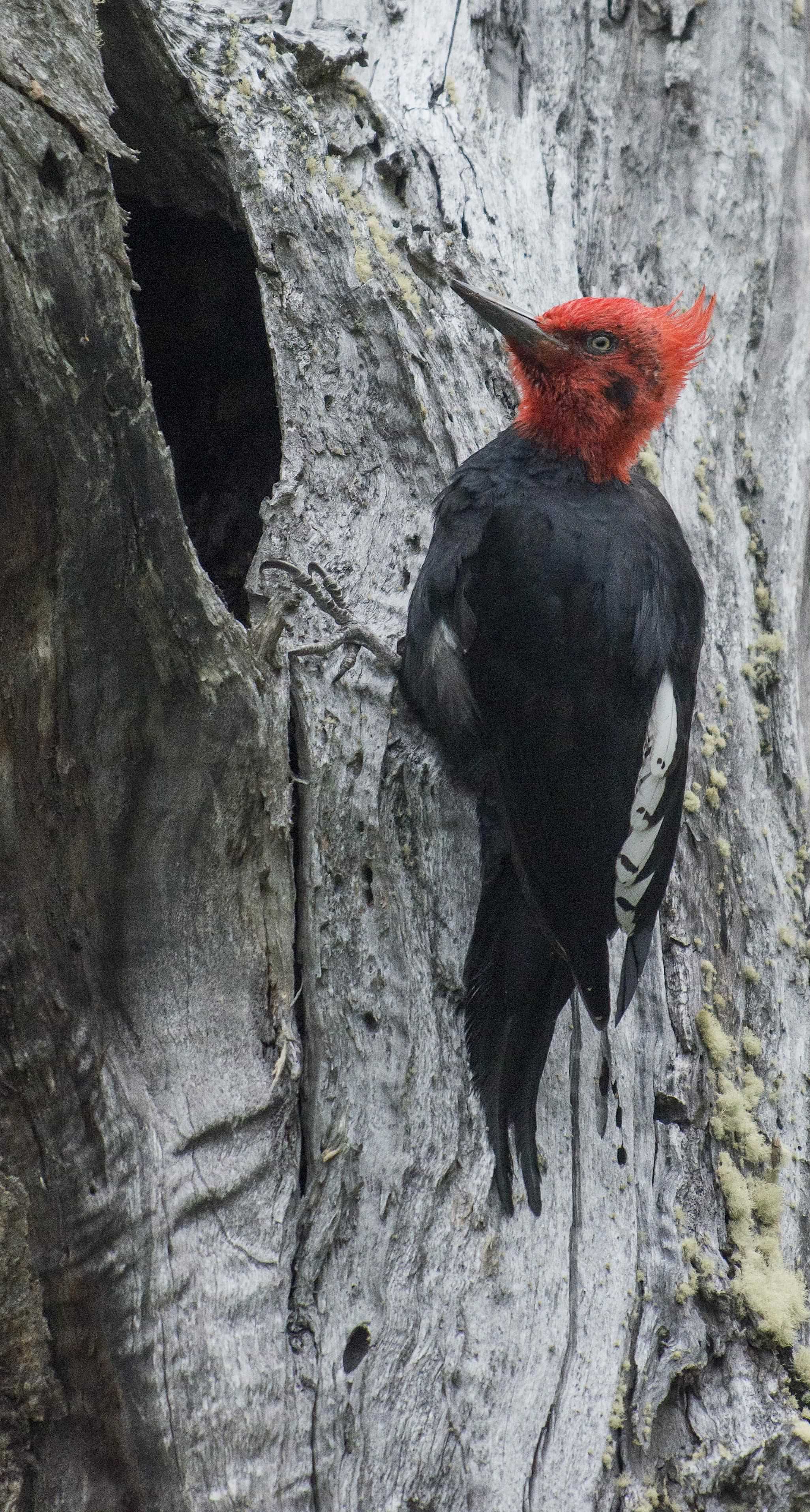 Patagonia and the Atacama 21 