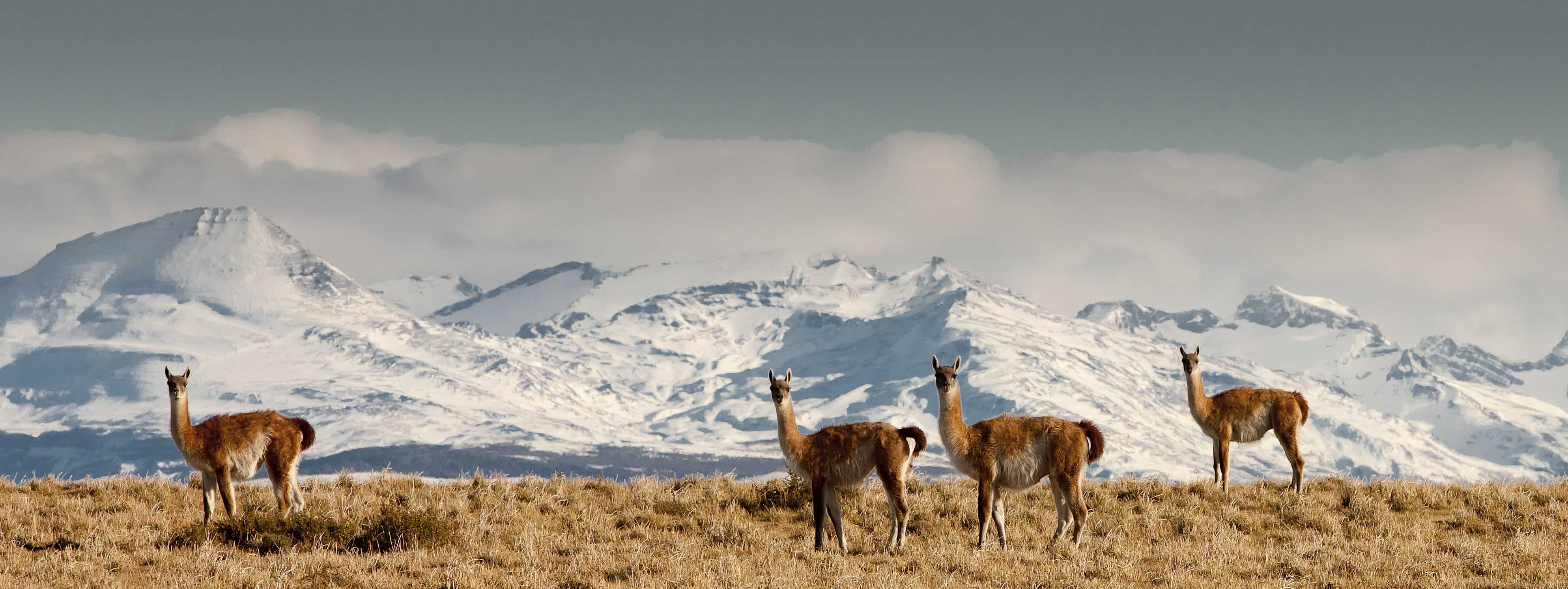 Patagonia and the Atacama 23 
