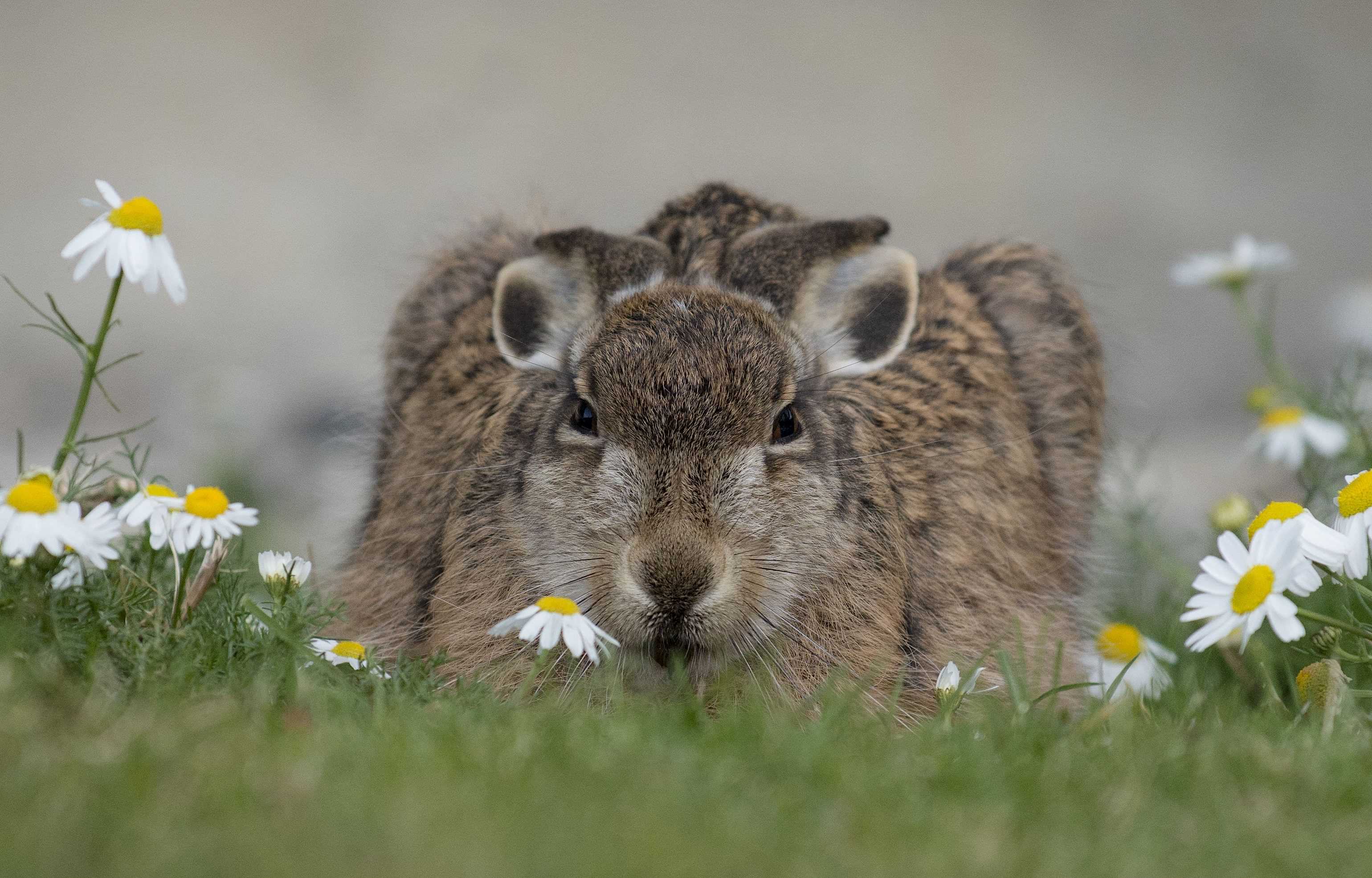 Patagonia and the Atacama 24 