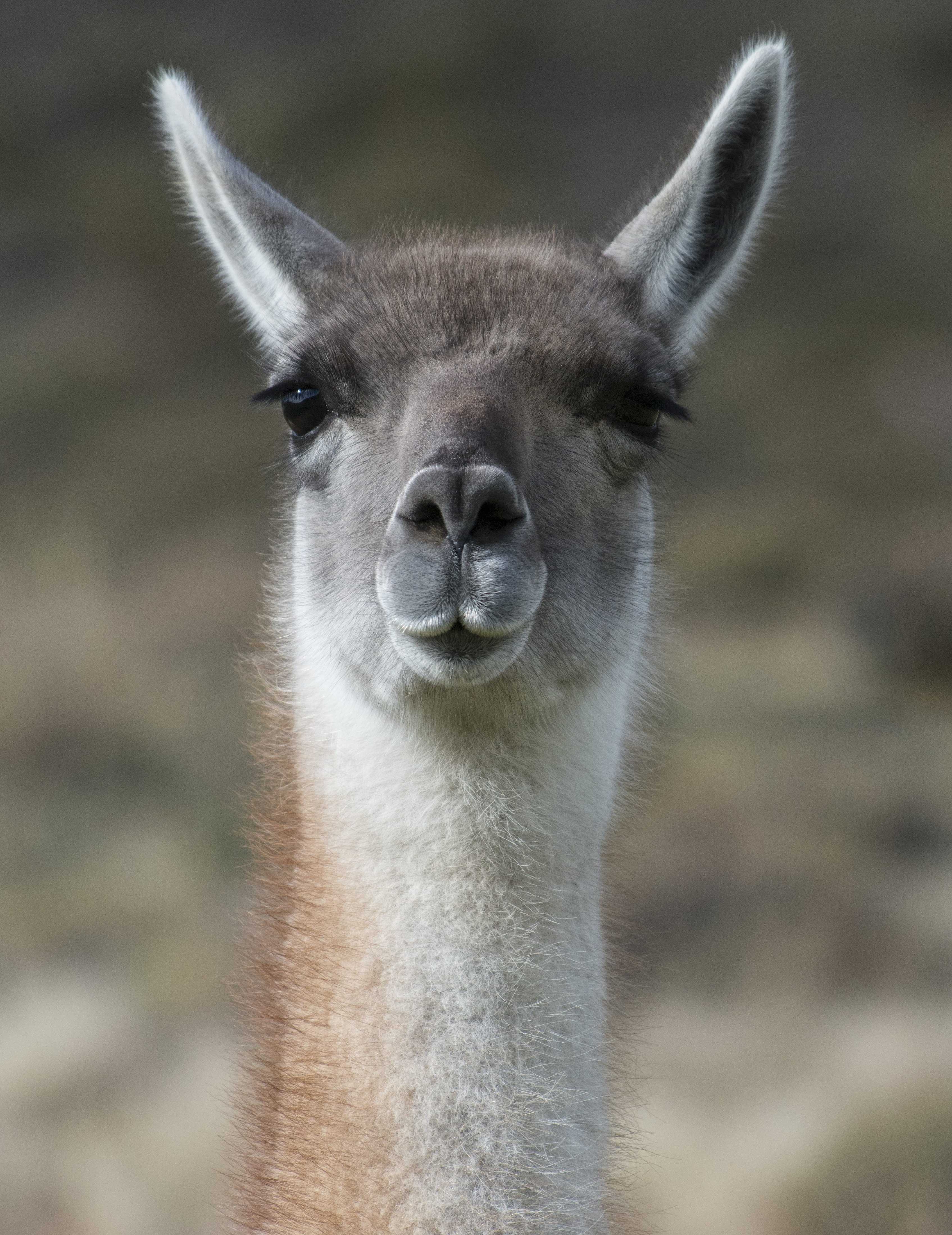 Patagonia and the Atacama 25 