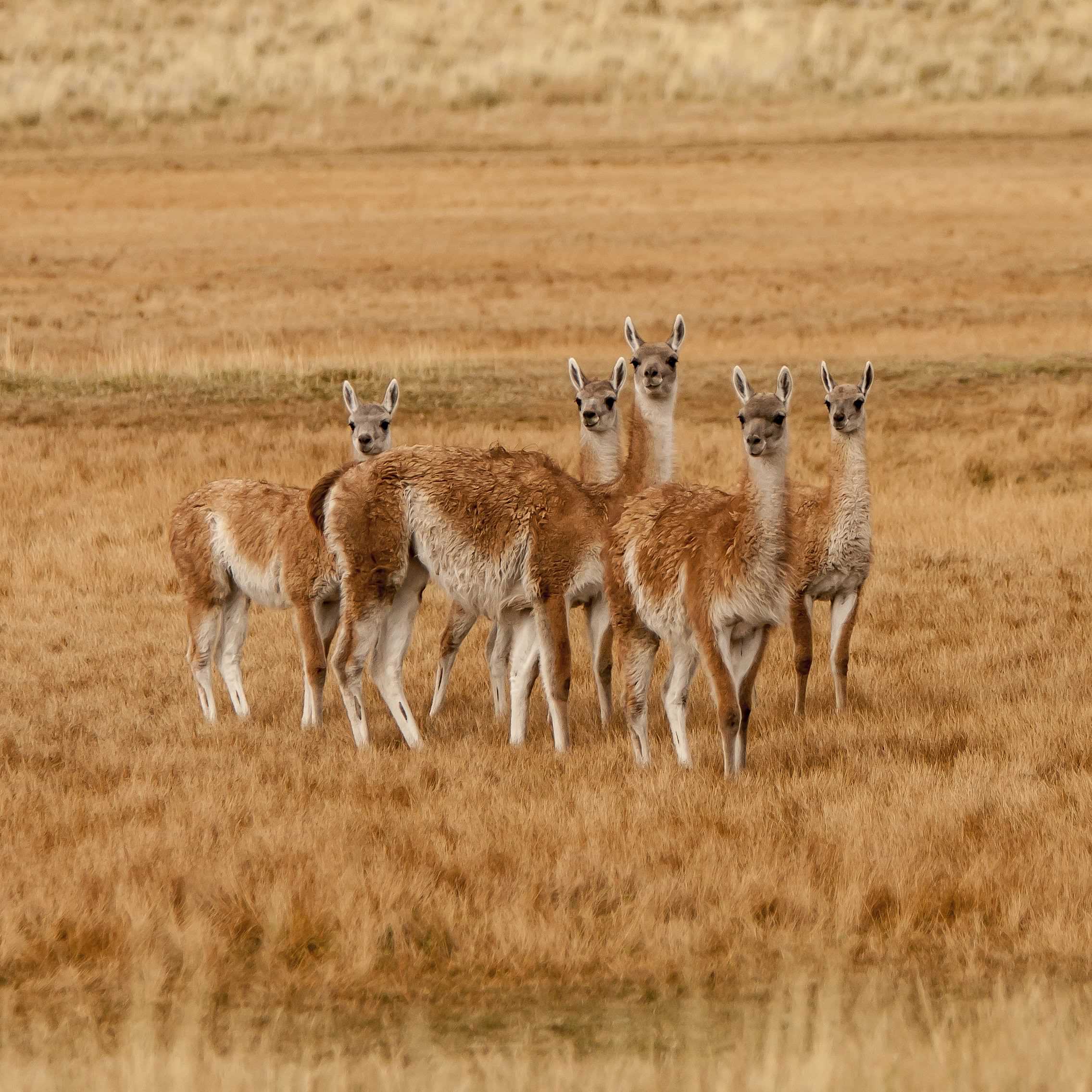 Patagonia and the Atacama 26 
