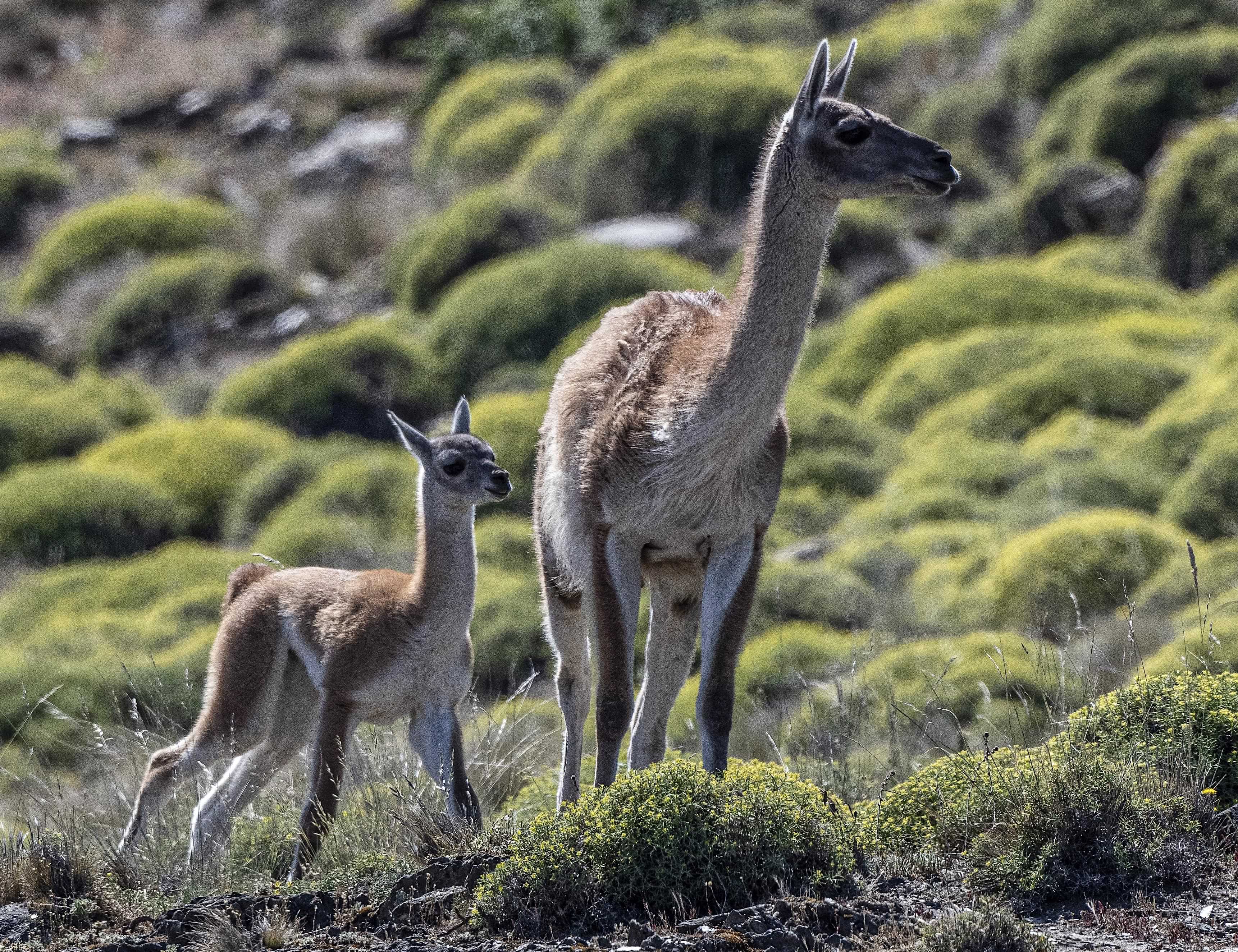 Patagonia and the Atacama 27 