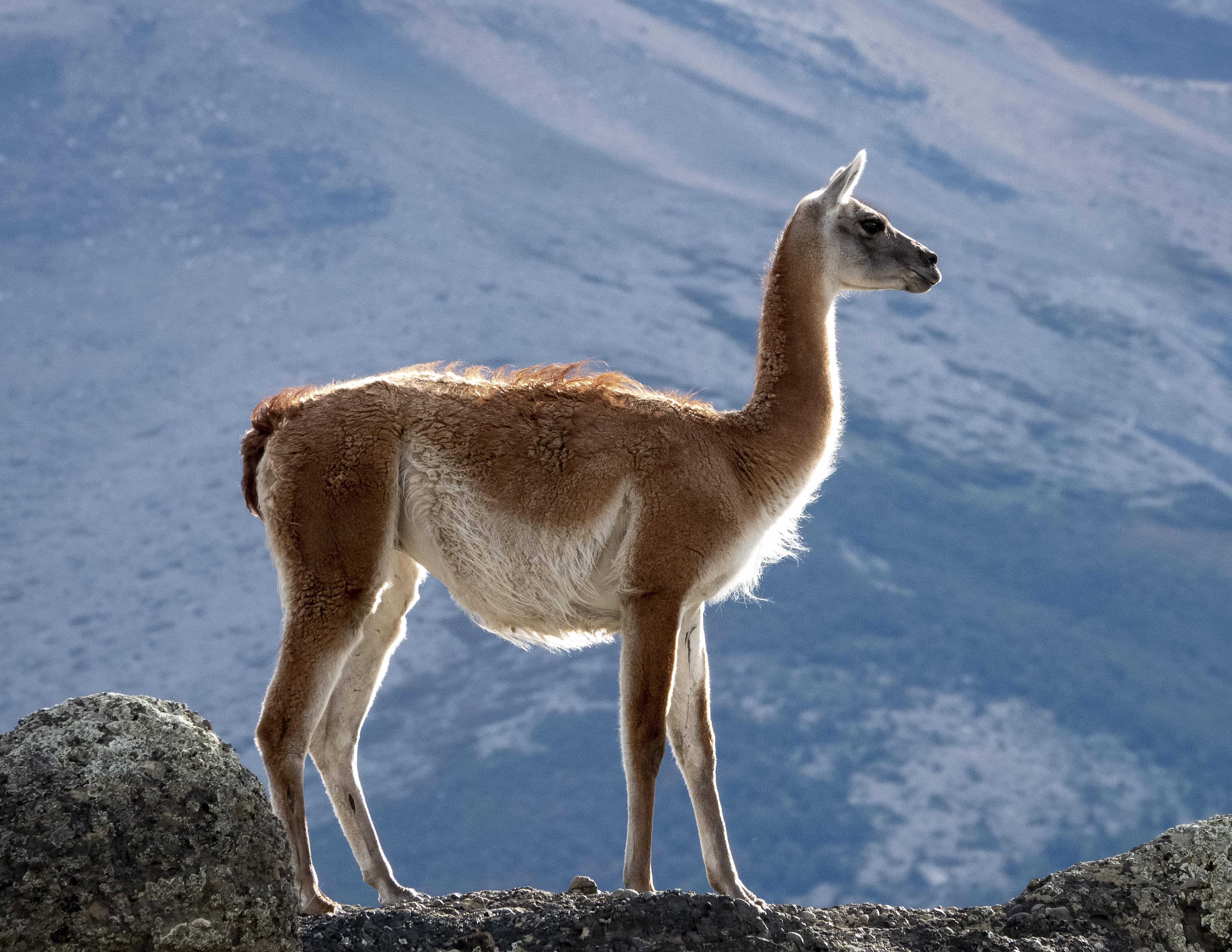 Patagonia and the Atacama 28 