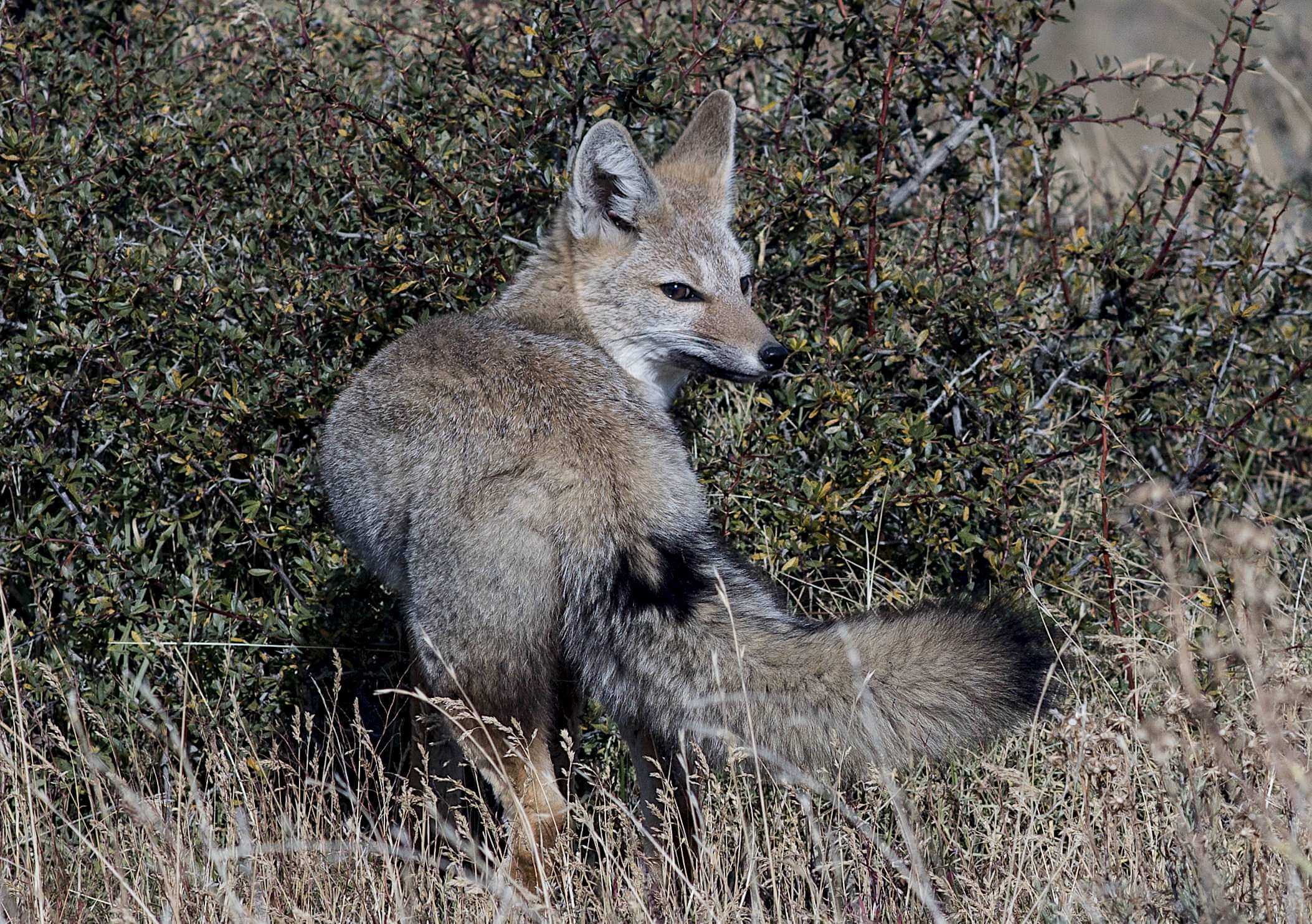 Patagonia and the Atacama 29 