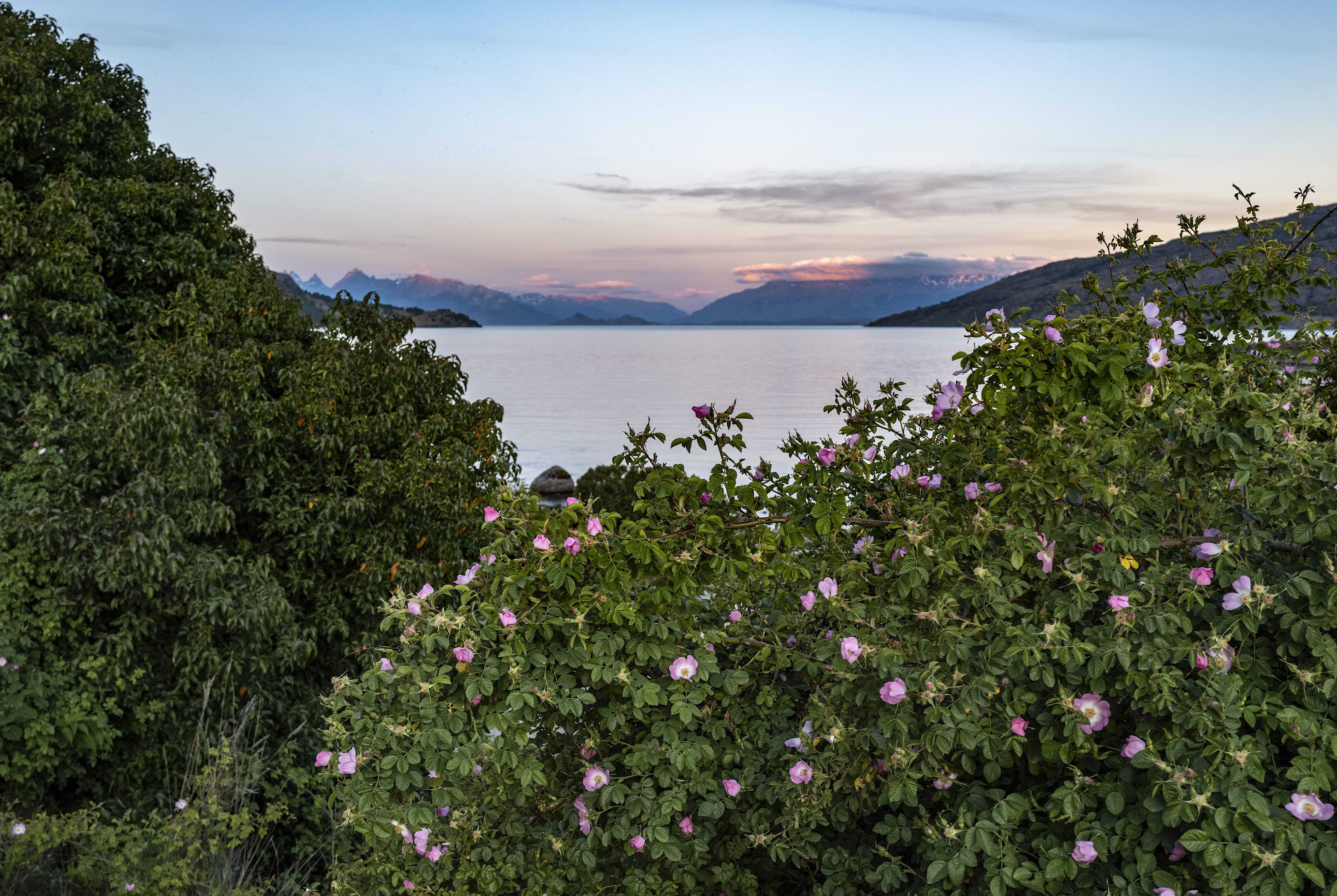 Patagonia and the Atacama 46 