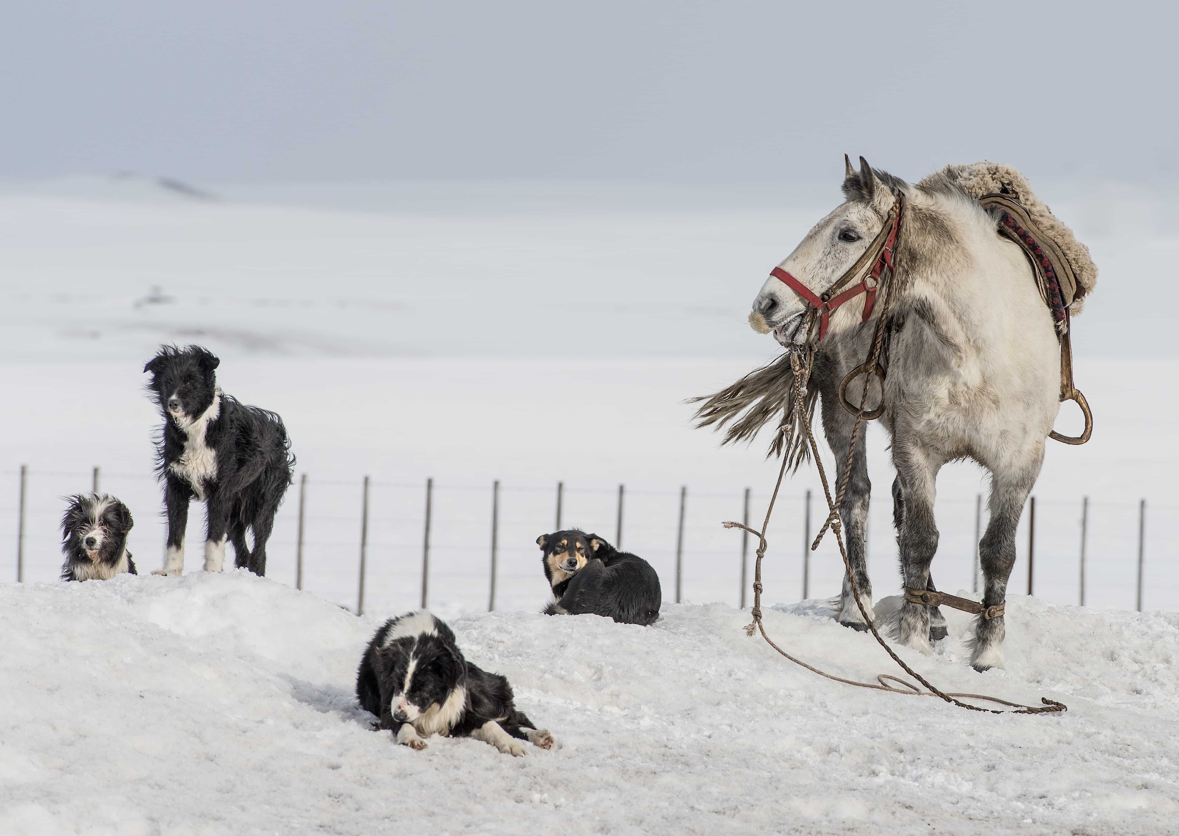Patagonia and the Atacama 57 