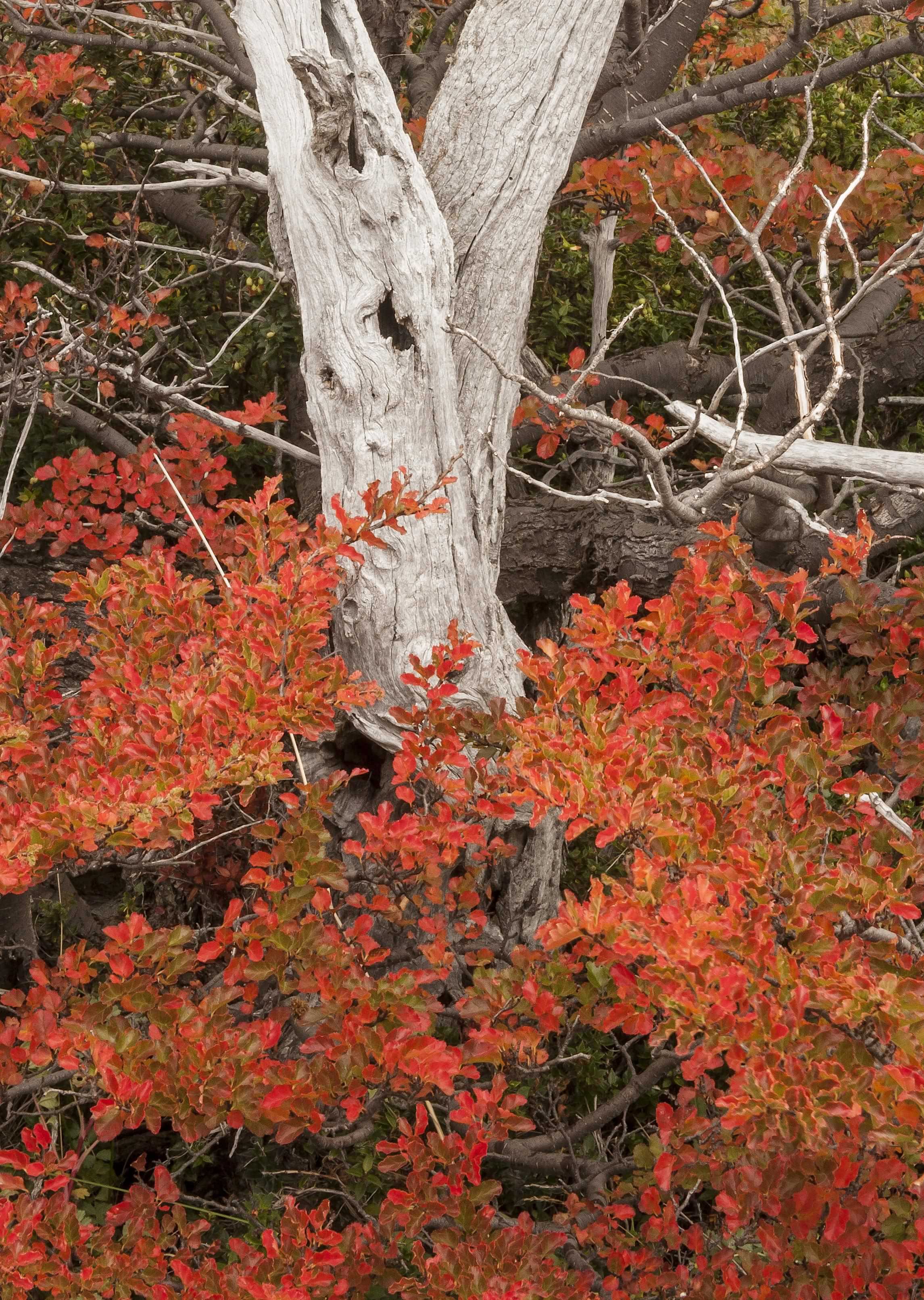 Patagonia and the Atacama 66 