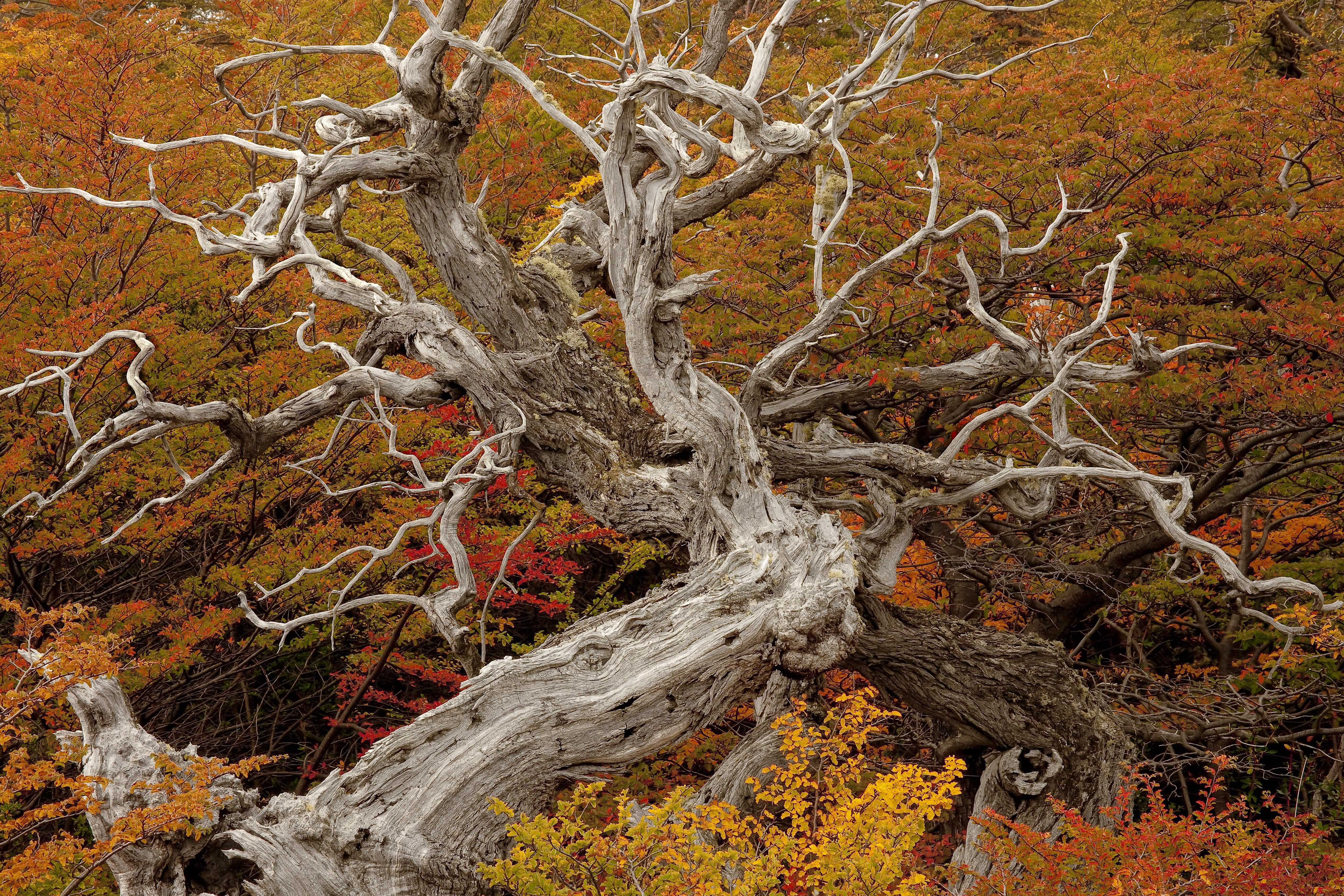 Patagonia and the Atacama 67 