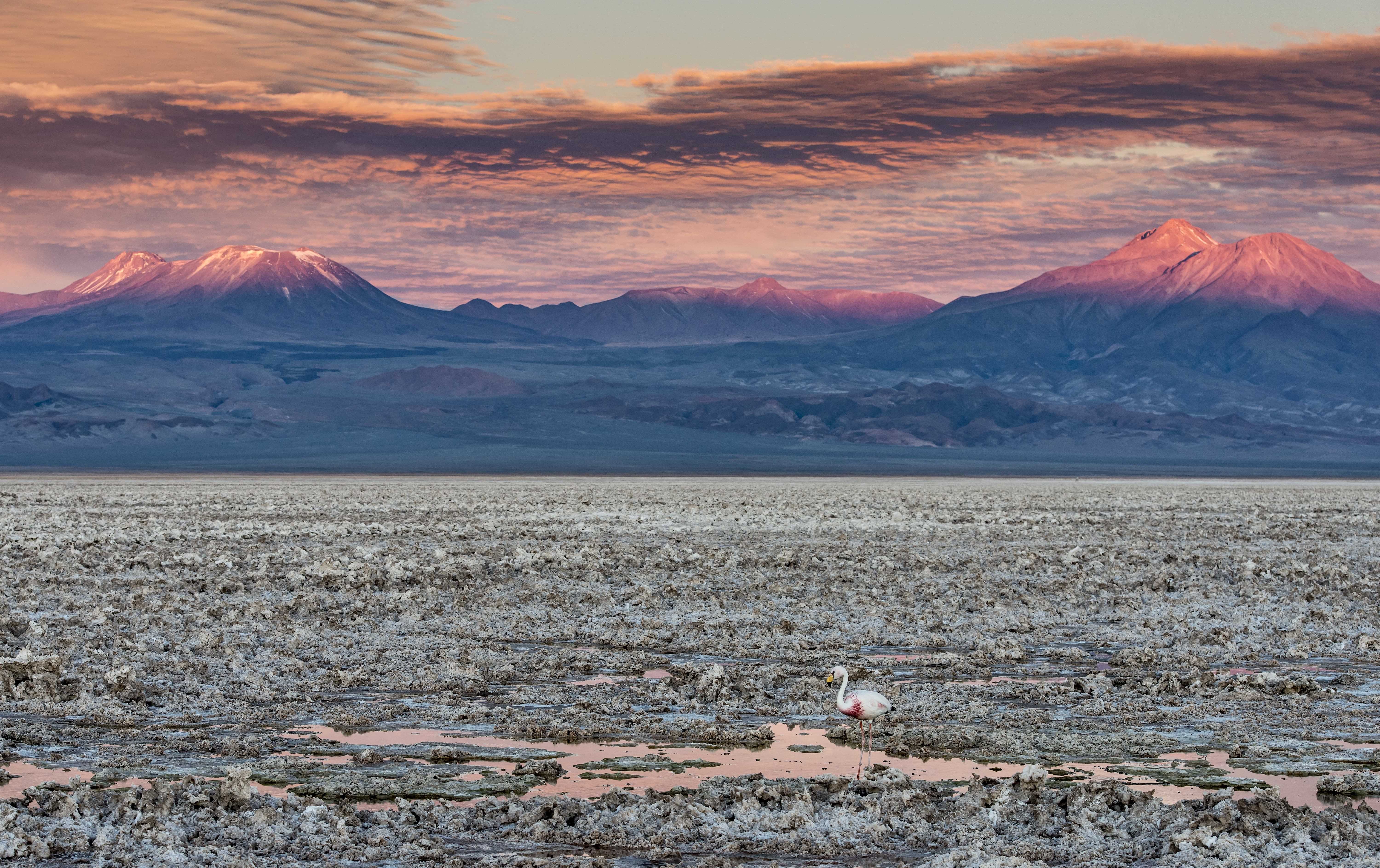Patagonia and the Atacama 88 
