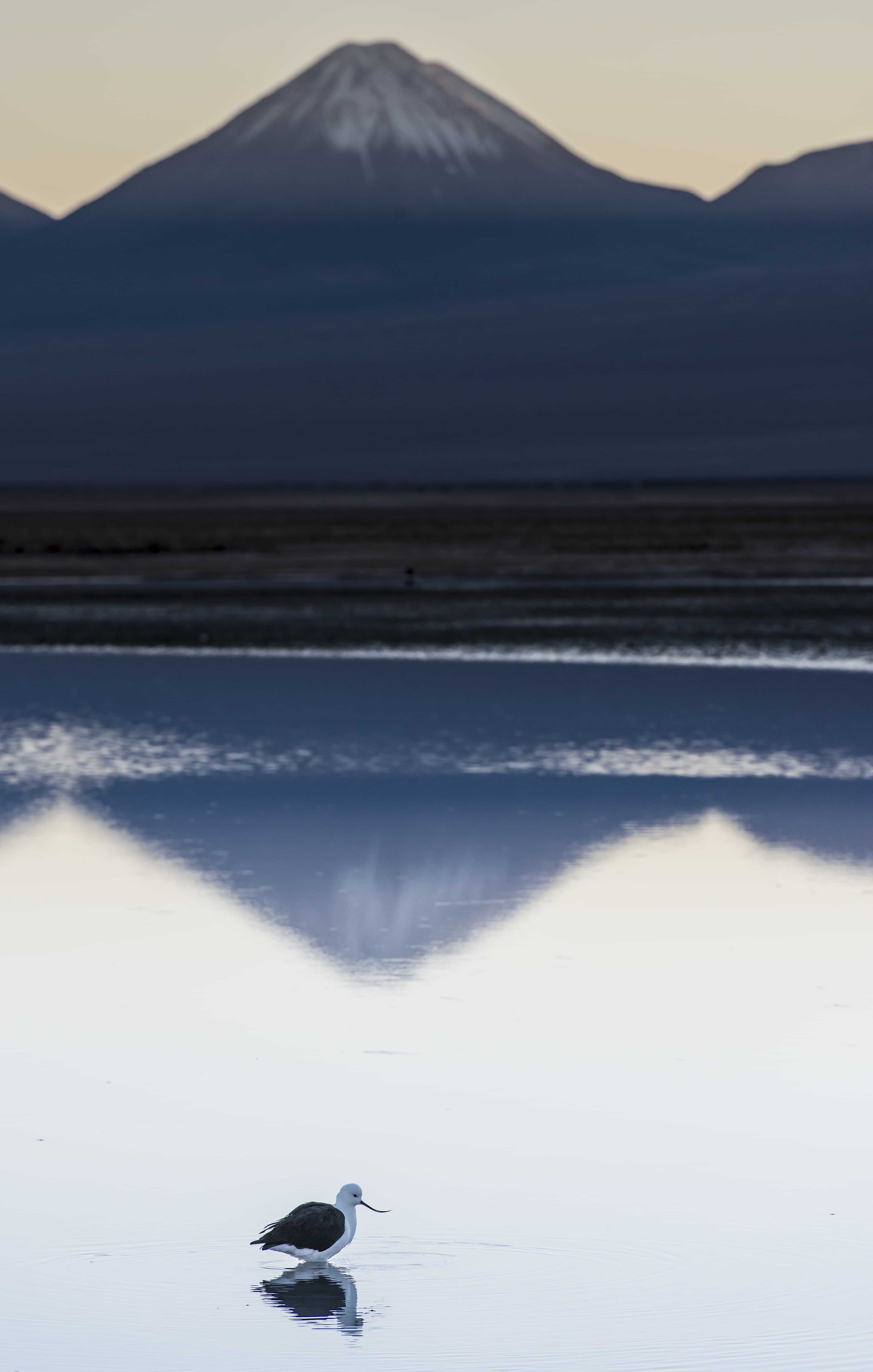 Patagonia and the Atacama 95 